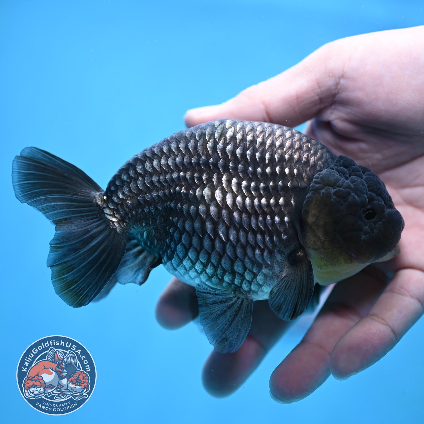 Platinum Ranchu 4.5 inch Body (251017_RC02)
