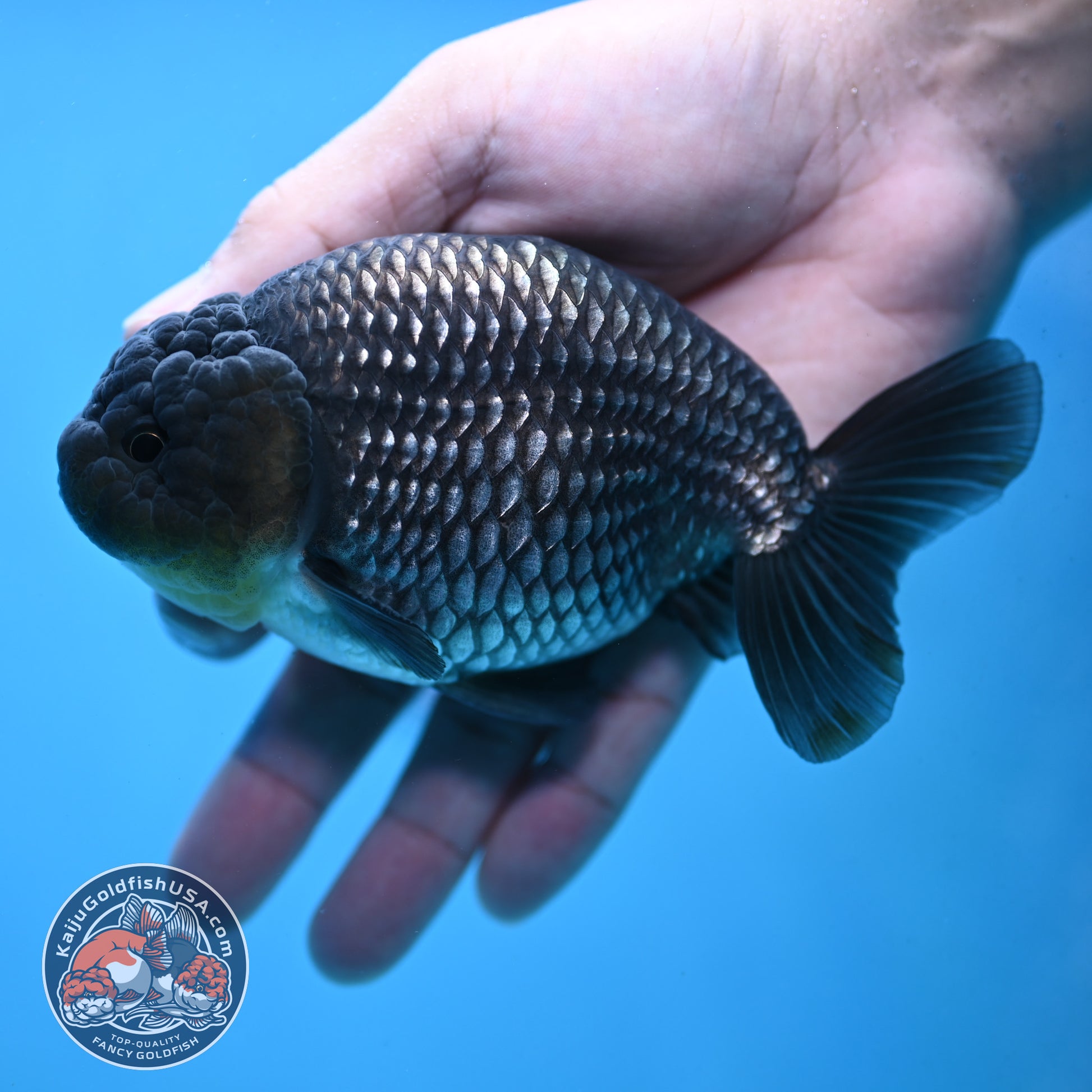 Platinum Ranchu 4.5 inch Body (251017_RC02)