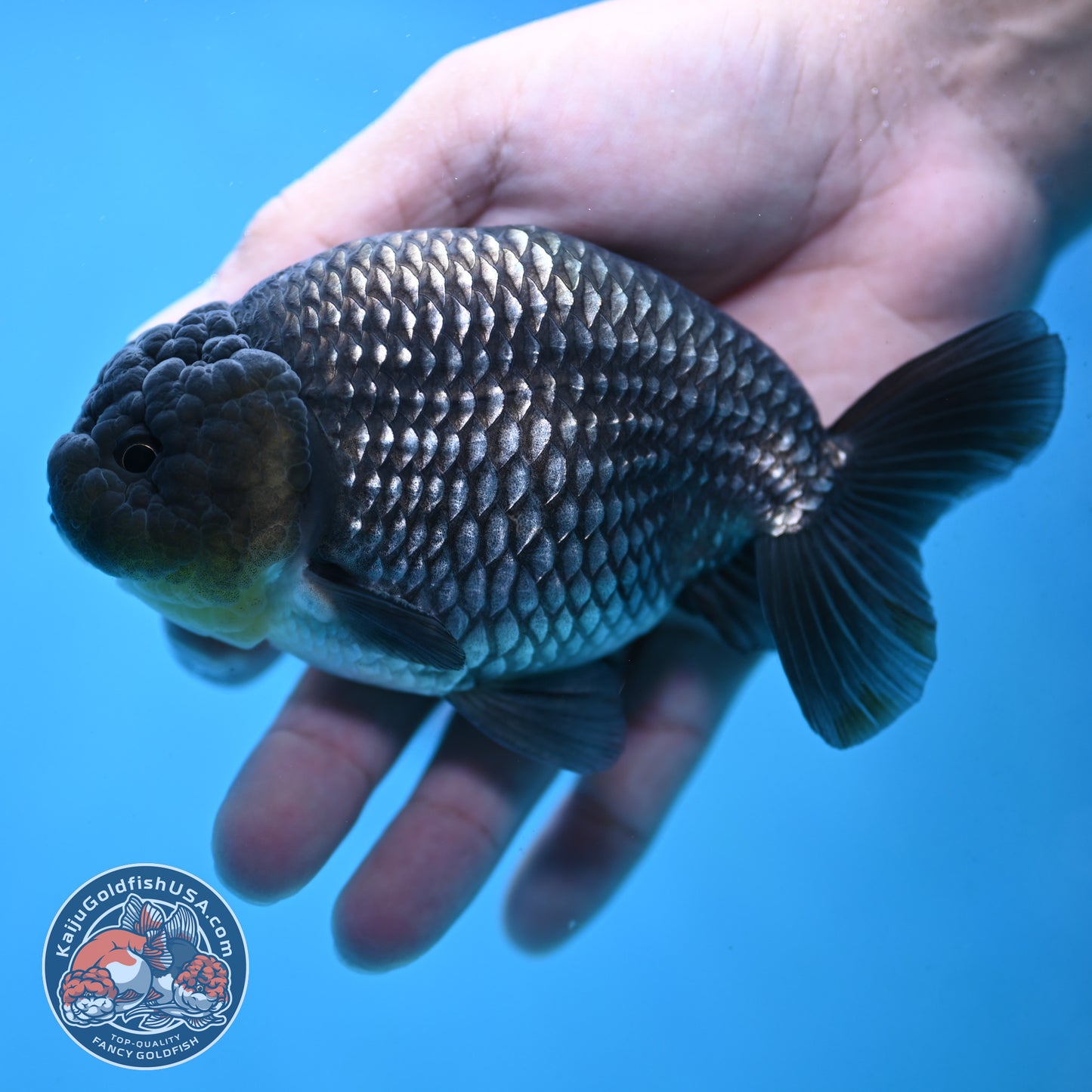 Platinum Ranchu 4.5 inch Body (251017_RC02)