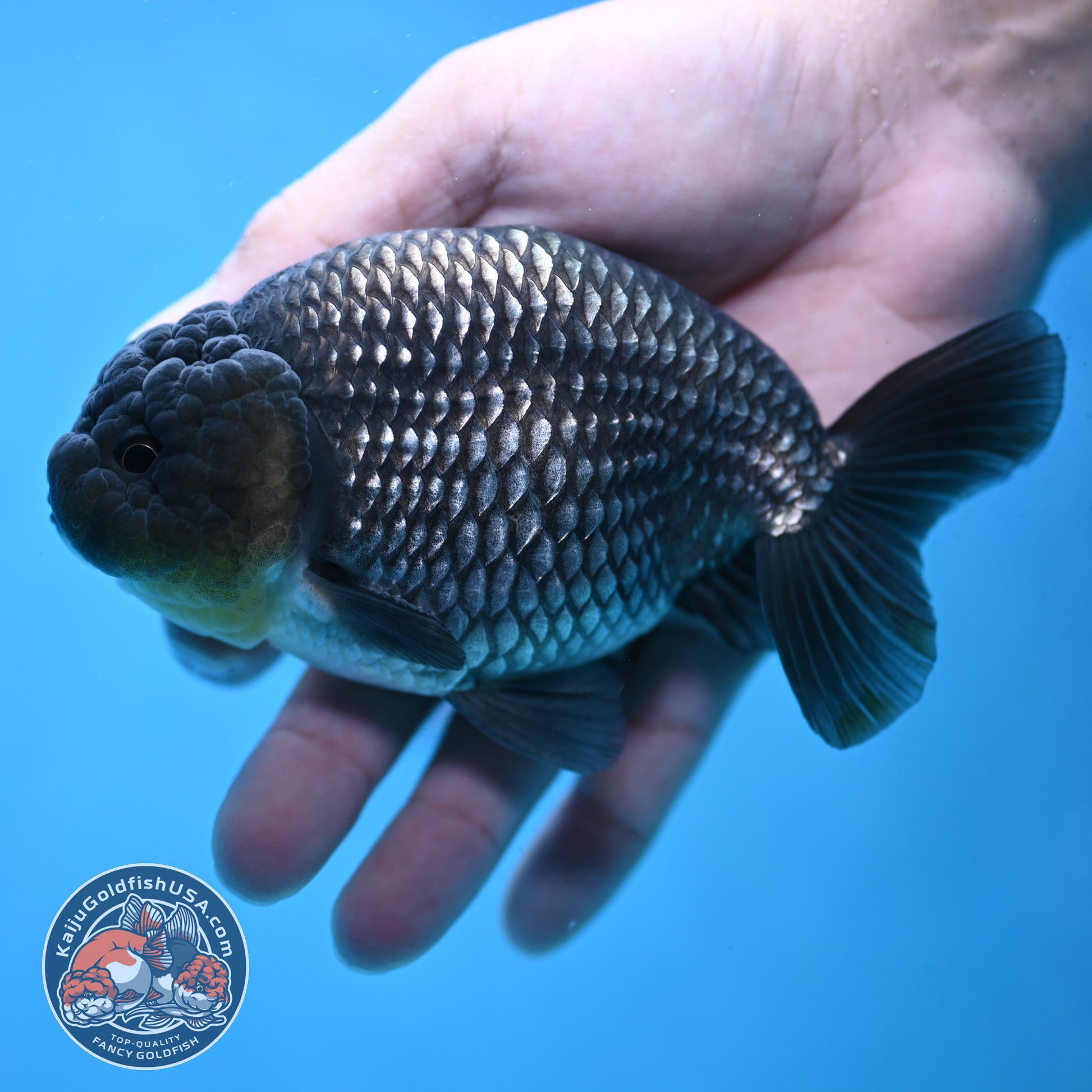 Platinum Ranchu 4.5 inch Body (251017_RC02)