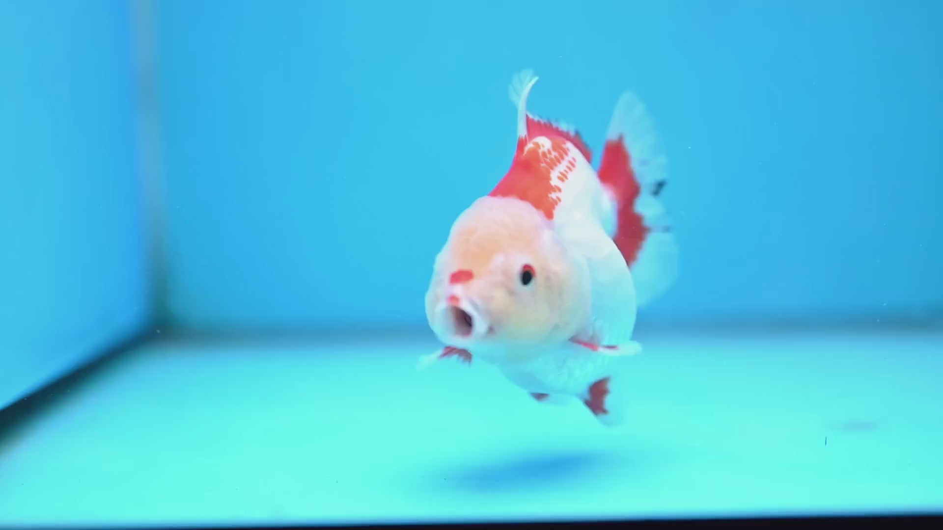 Red White Oranda 3.5 inch Body (251024_OR07)