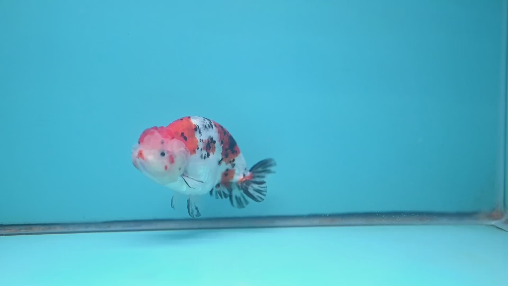 Tricolor Sakura Ranchu 4 inch Body (251024_RC04)