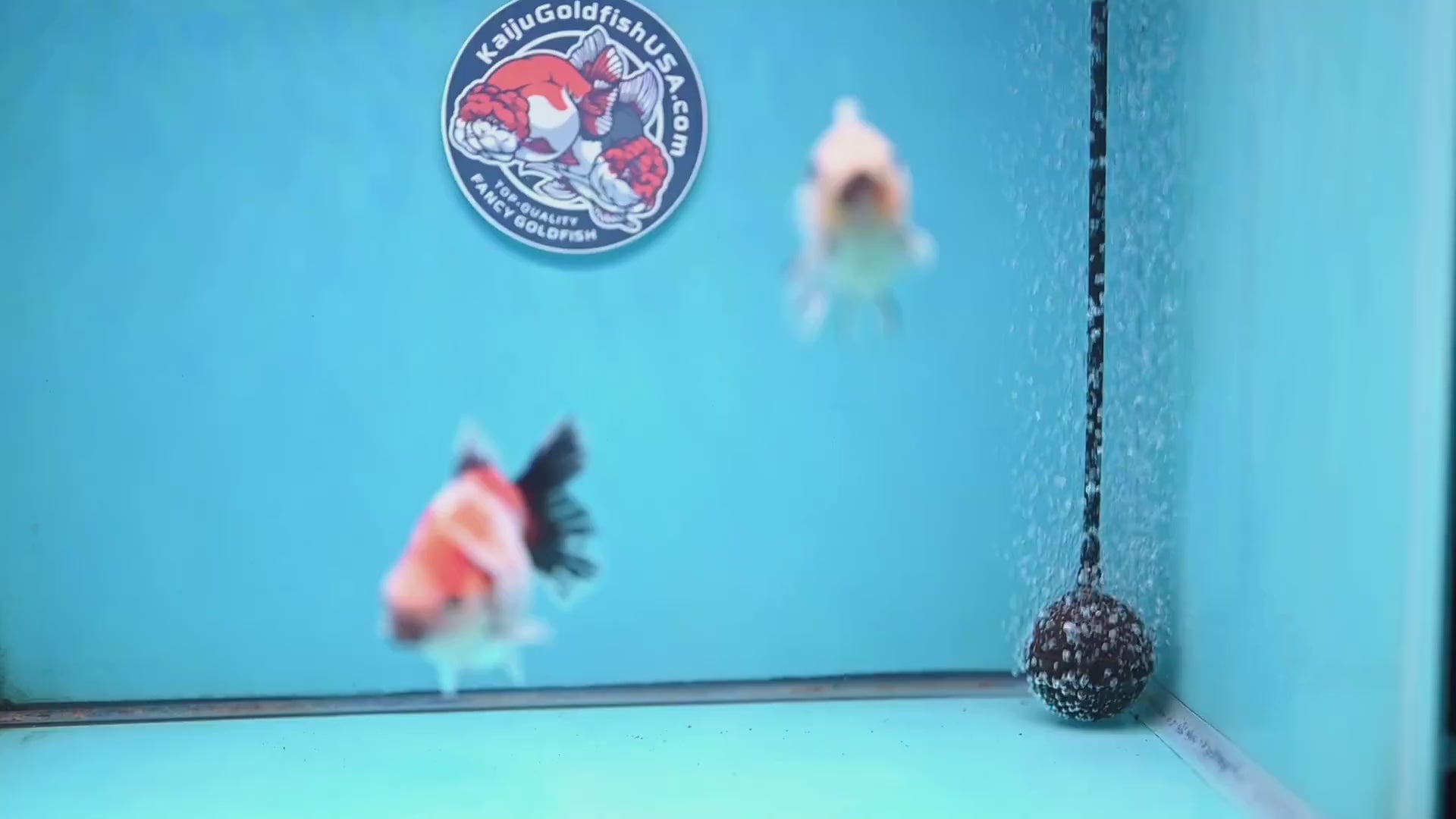 2-Pack Juvenile Shogun Long Body Oranda 2.5-3.5 inch Body (251017_OR21)