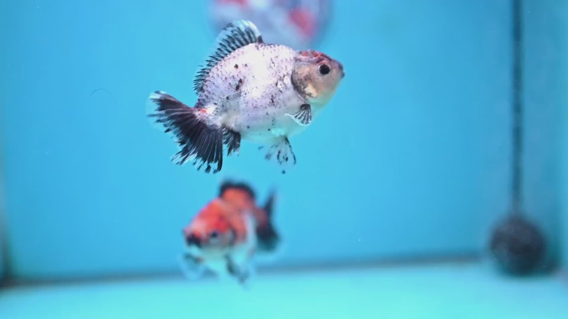 2-Pack Juvenile Shogun Long Body Oranda 2.5-3.5 inch Body (251017_OR23)