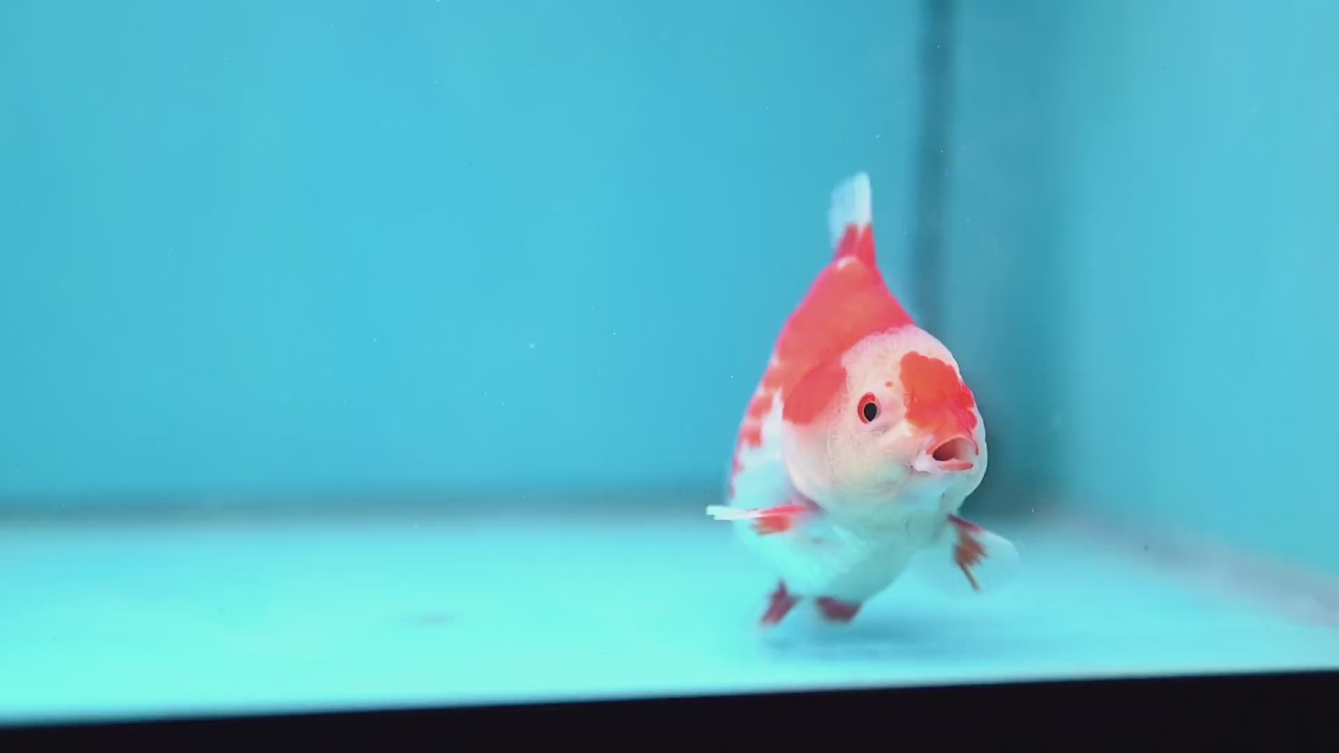 Deer Spot Red White Oranda 3.5 inch Body (251024_OR09)