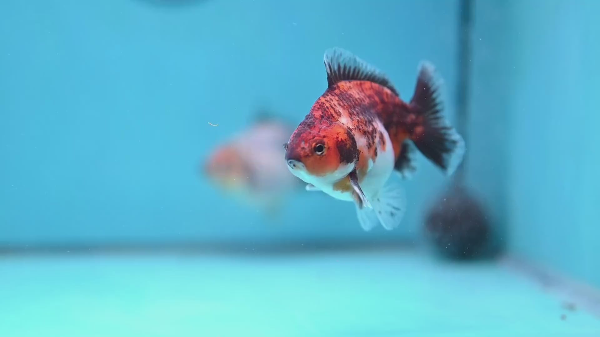 2-Pack Juvenile Shogun Long Body Oranda 2.5-3.5 inch Body (251017_OR22)