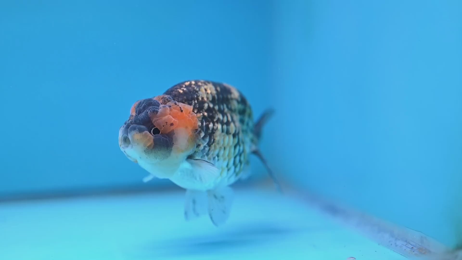 Tiger Ranchu 3.75 inch Body (251017_RC04)