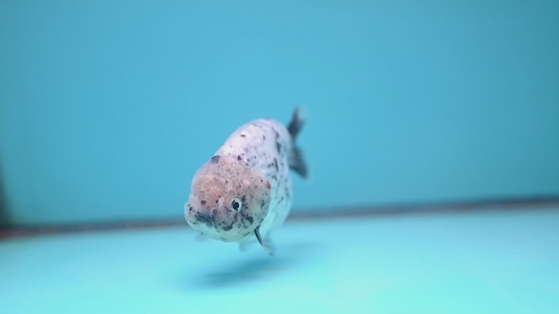 White Tiger Ranchu 4 inch Body (251017_RC07)