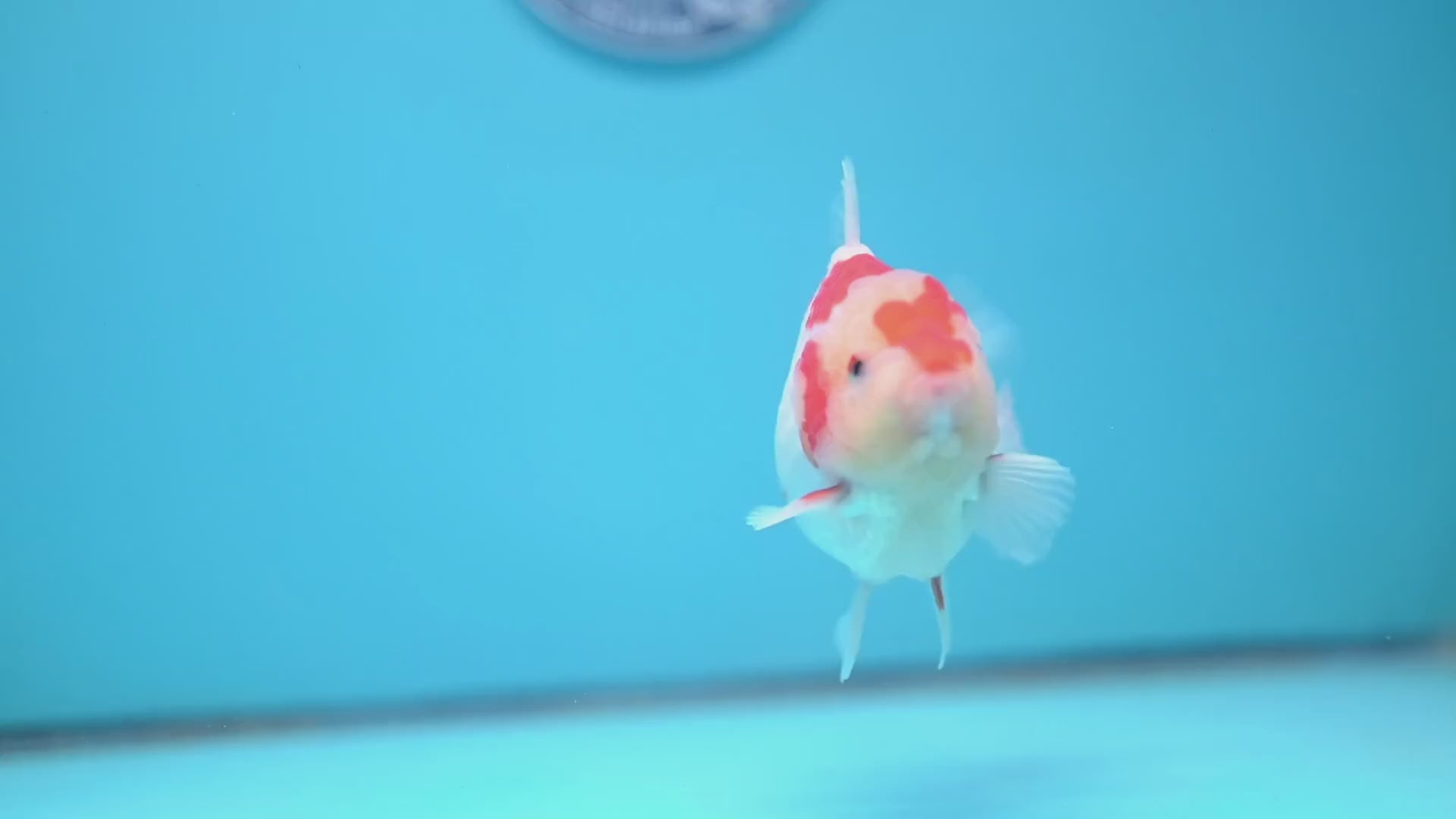 Deer Spot Red White Oranda 3.5 inch Body (251024_OR06)