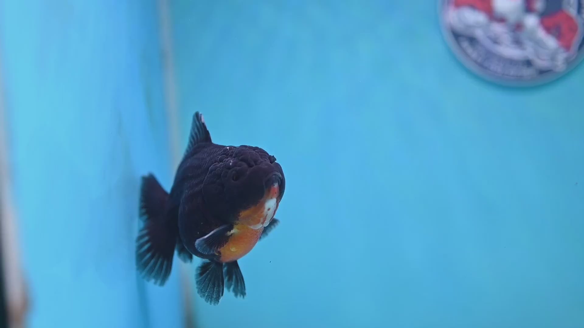 Juvenile Shogun Kirin Oranda 3.5 inch Body (251017_OR12)