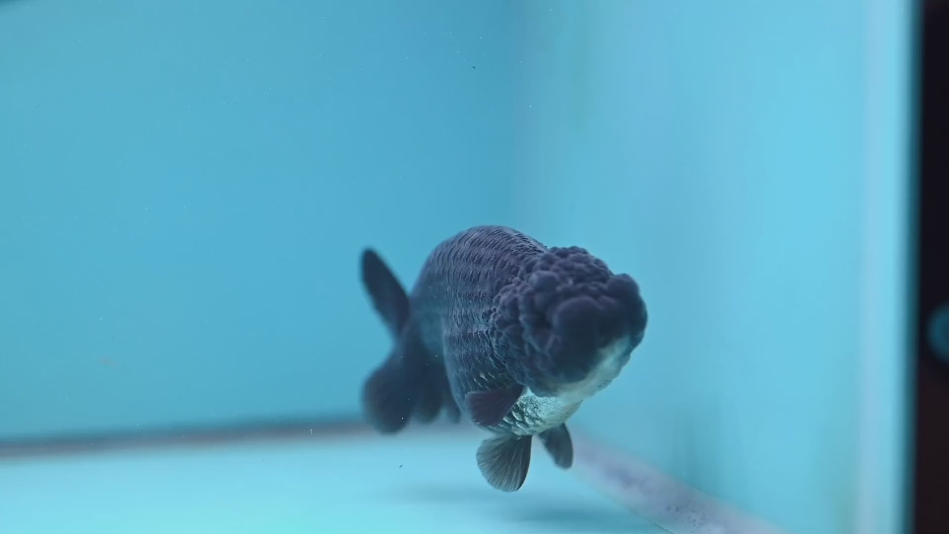 Black Ranchu 4.5 inch Body (251024_RC02)