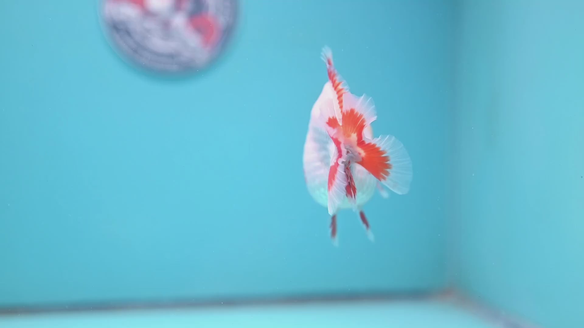 Deer Spot Red White Oranda 3 inch Body (251024_OR05)