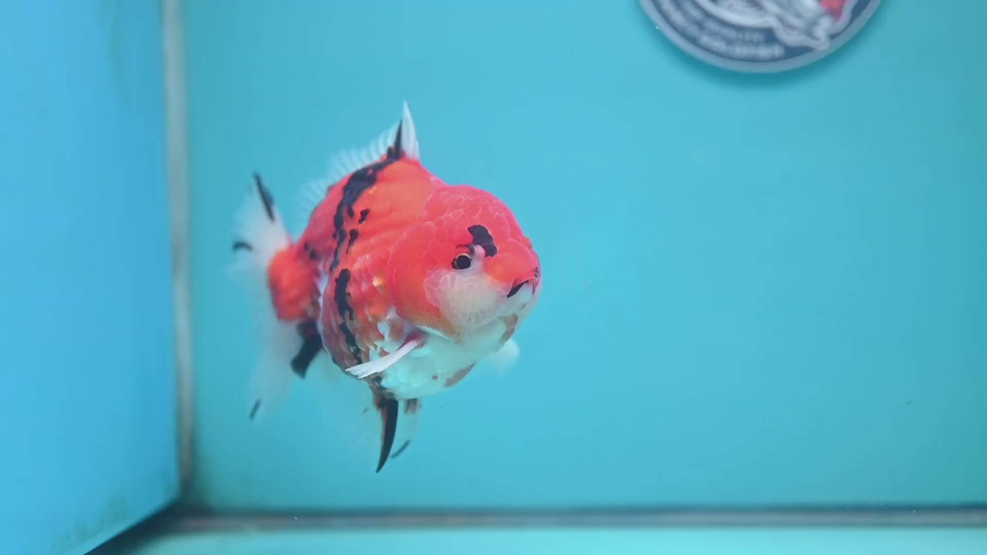Tricolor Tiger Oranda 4 inch Body (251024_OR14)
