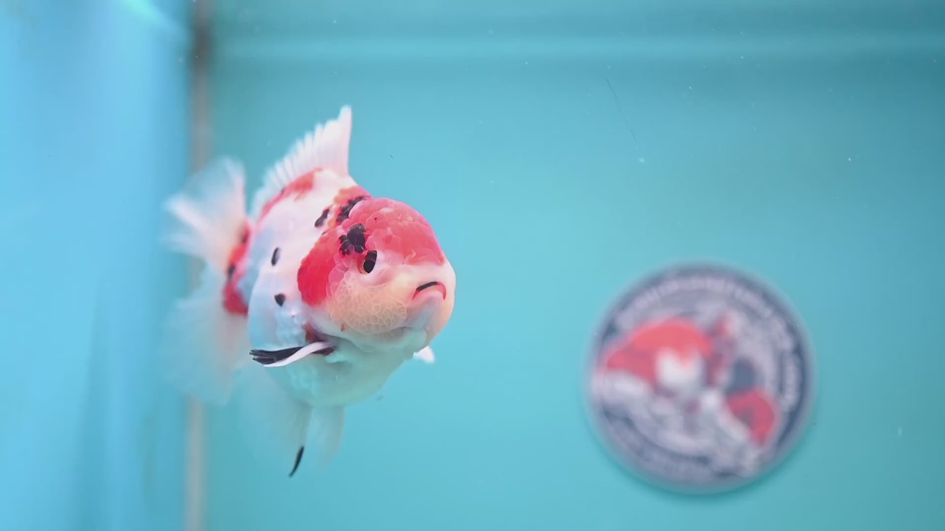 Large Tricolor Sakura Oranda 4.5 inch Body (251024_OR13)