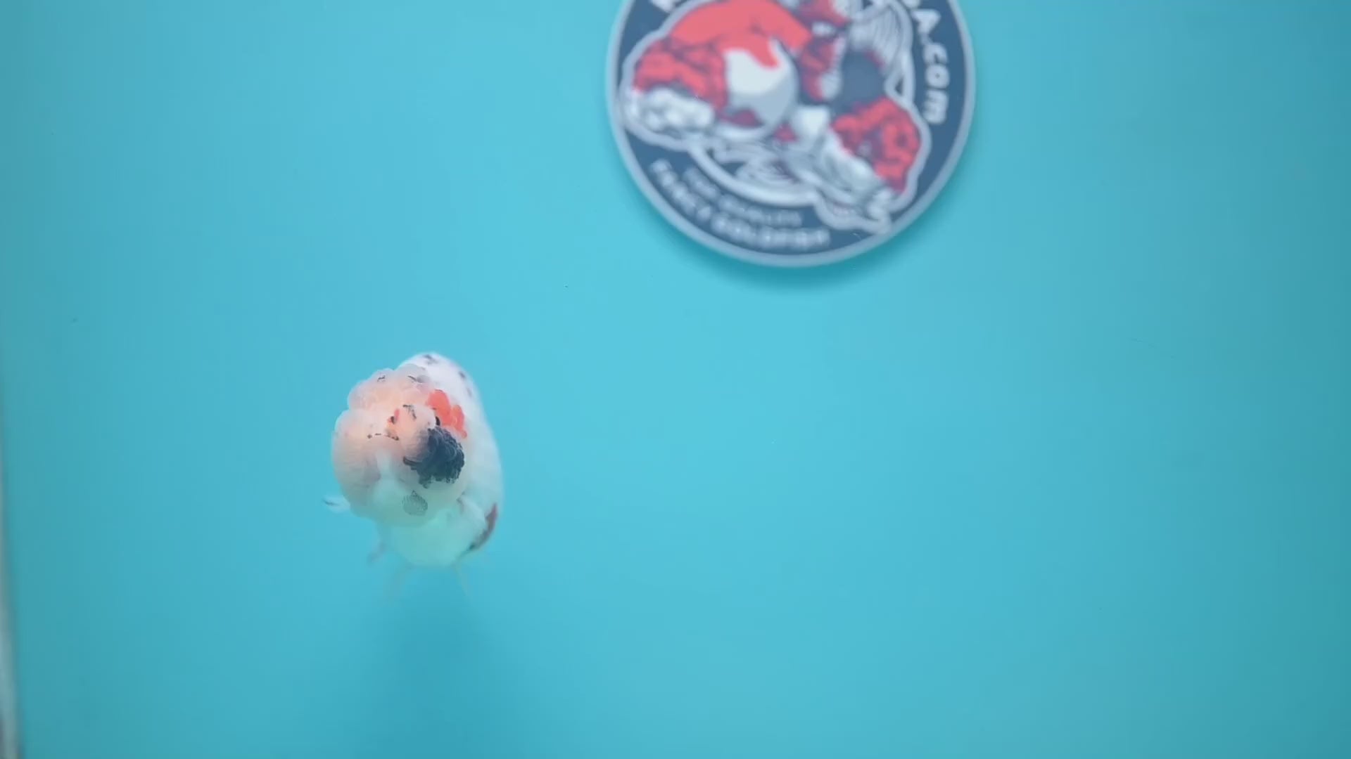 Tiny Tail Tricolor Sakura Ranchu 3.5 inch Body (251024_RC03)