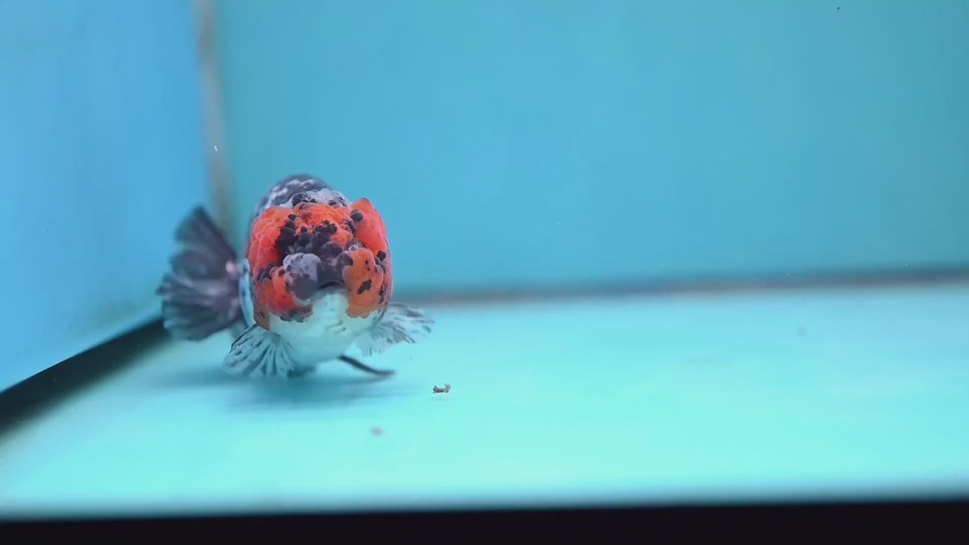 Red Faced White Tiger Ranchu 4 inch Body (251017_RC01)