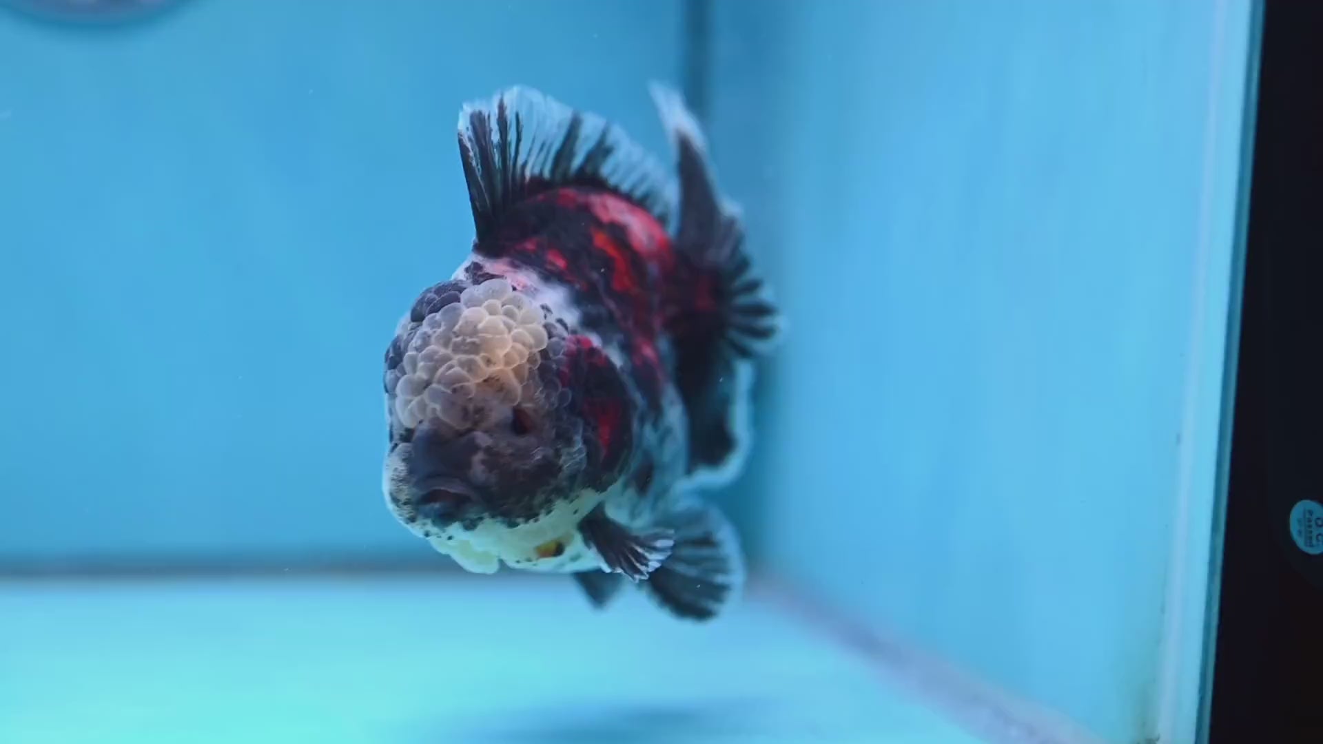 White Tiger Oranda 4 inch Body (251017_OR02)