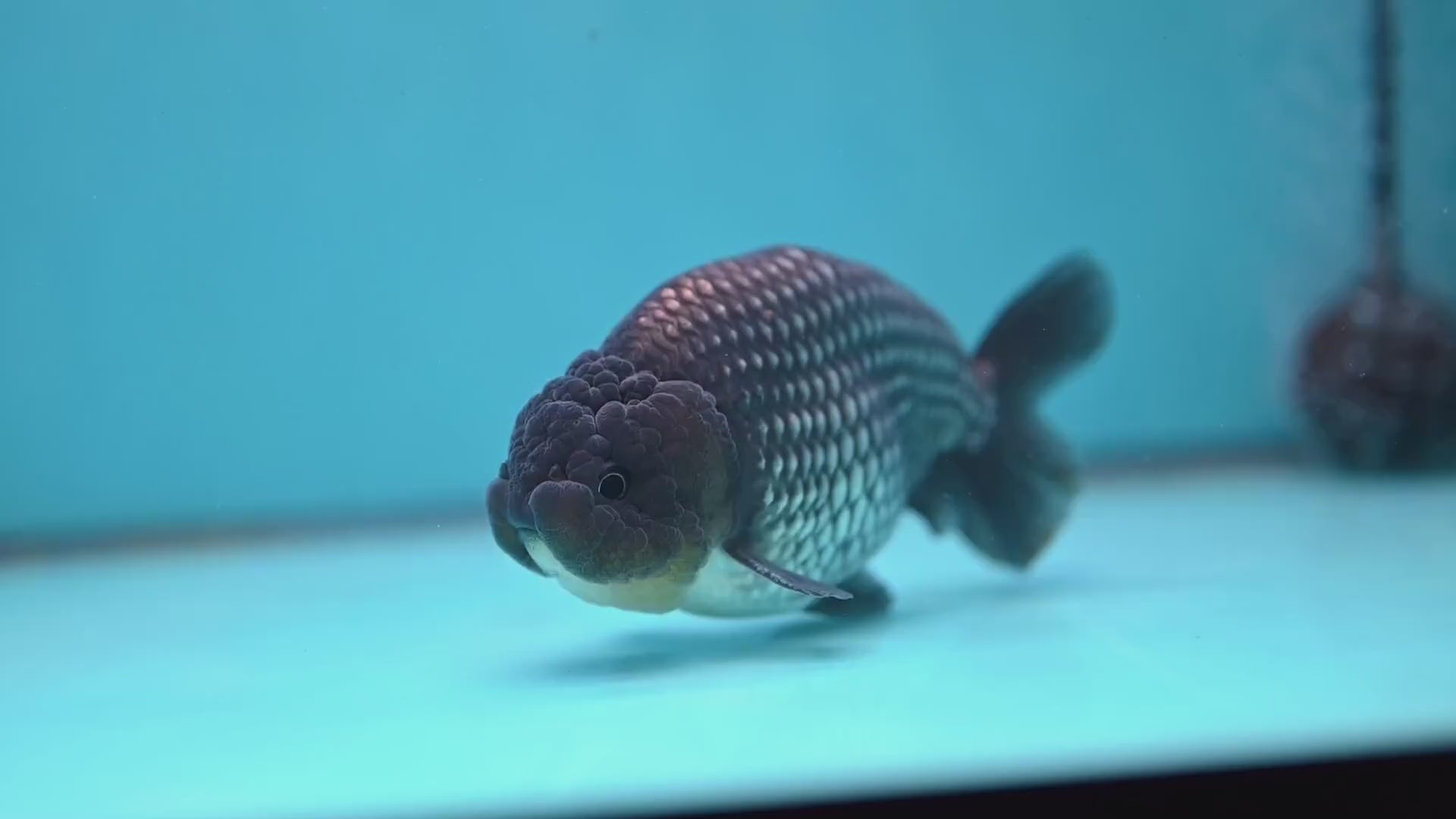Platinum Ranchu 4.5 inch Body (251017_RC02)