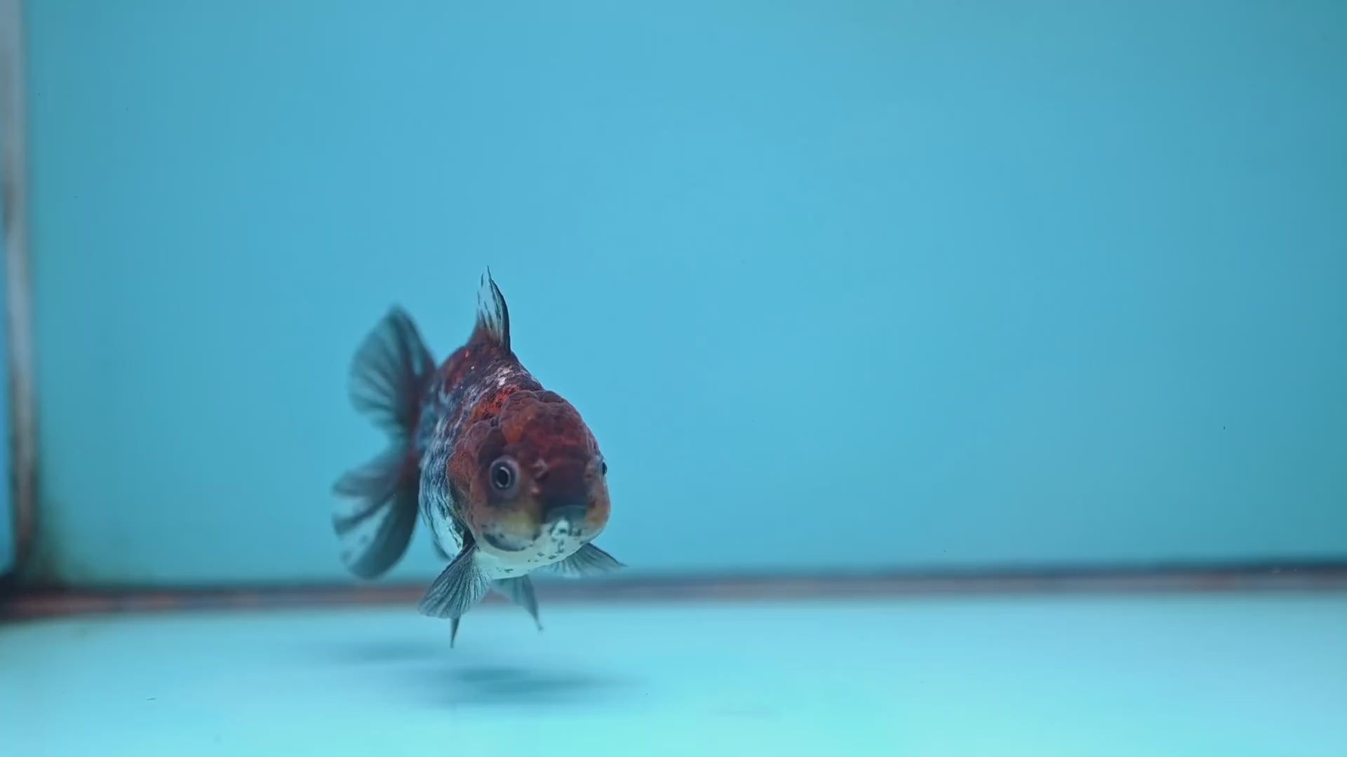 Juvenile Shogun Ochiba Oranda 3 inch Body (251017_OR13)