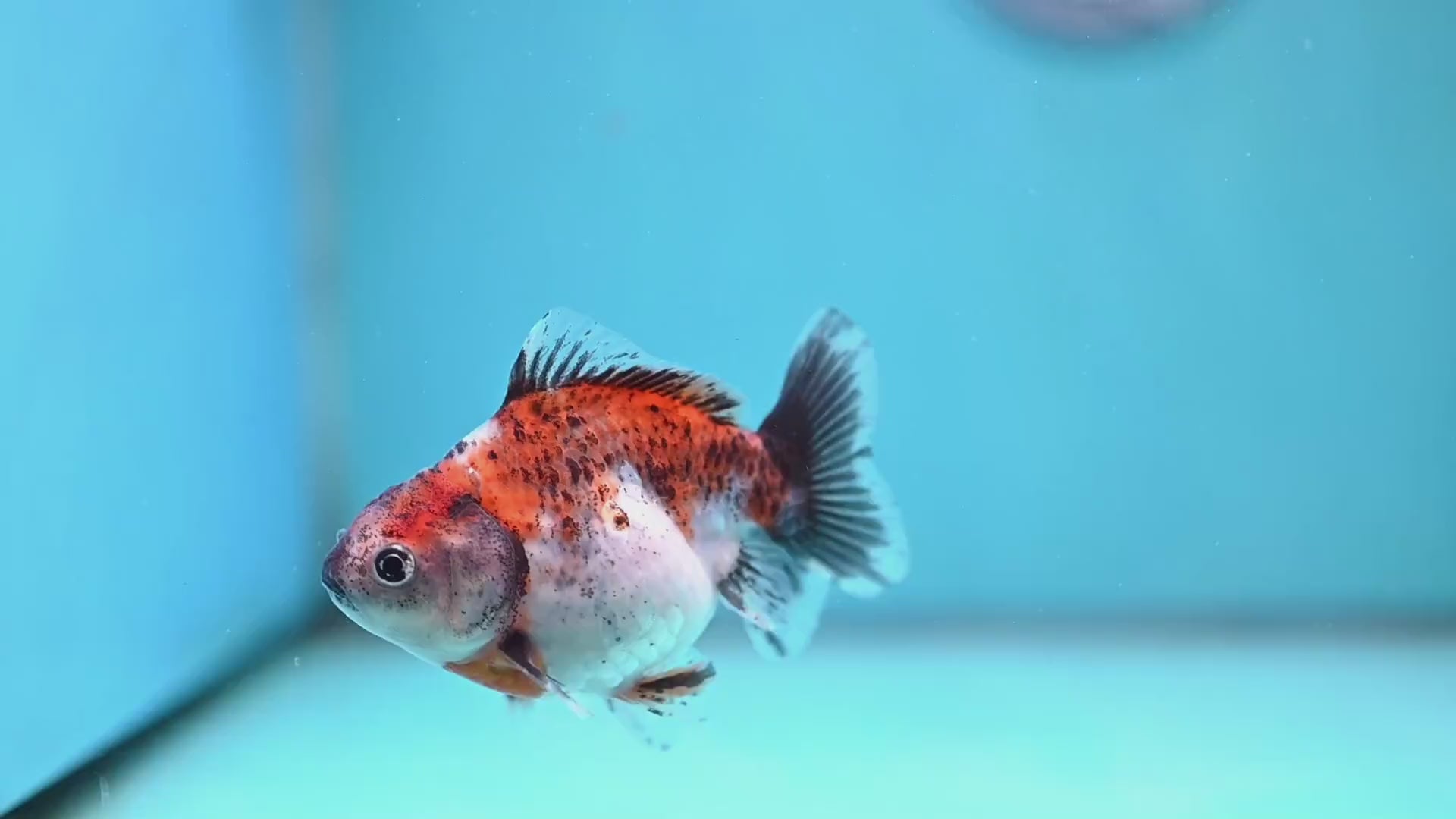 2-Pack Juvenile Shogun Long Body Oranda 2.5-3.5 inch Body (251017_OR24)
