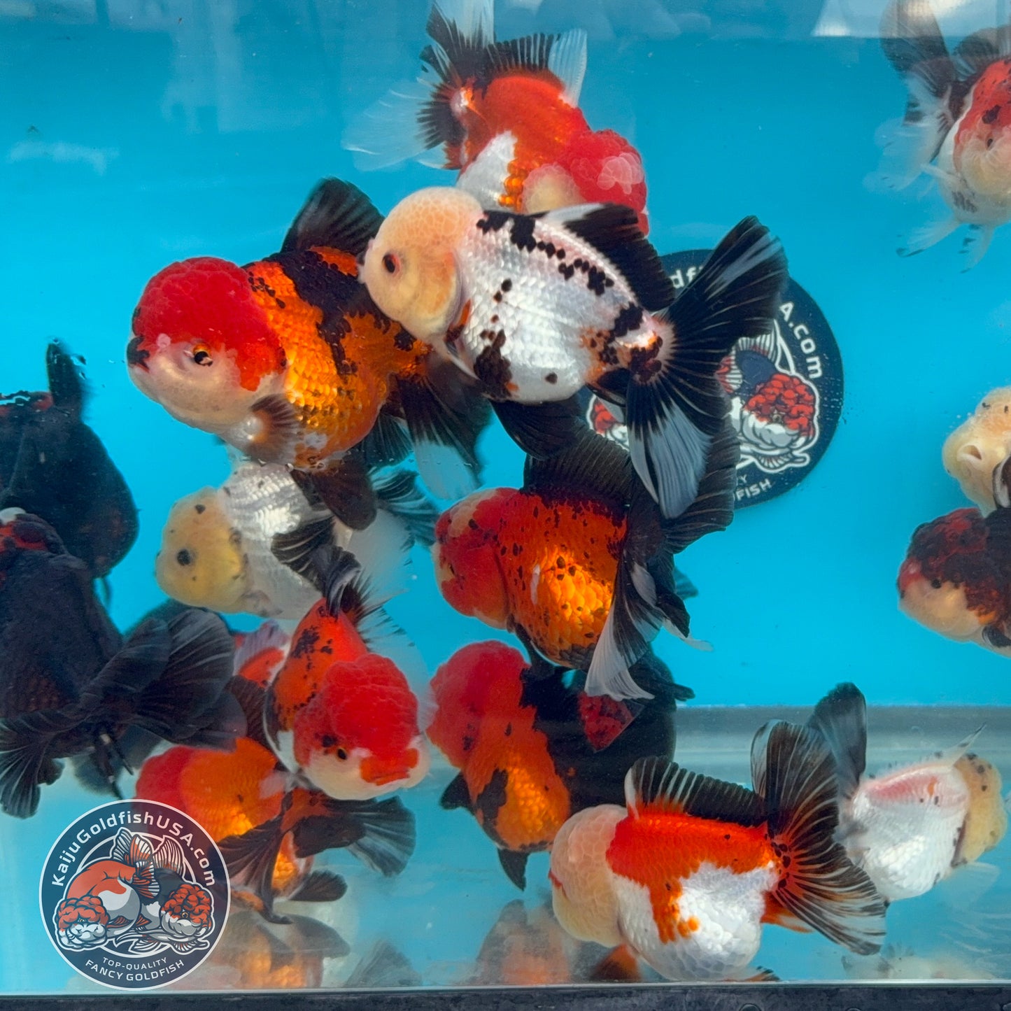 Random Pack - 3 Pcs - Tricolor Oranda 2.8-3.5 inch Body (251205_OR19)