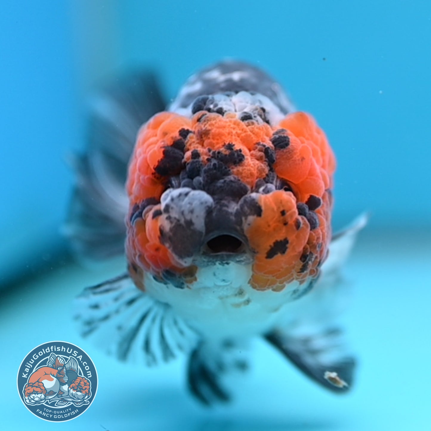 Red Faced White Tiger Ranchu 4 inch Body (251017_RC01)