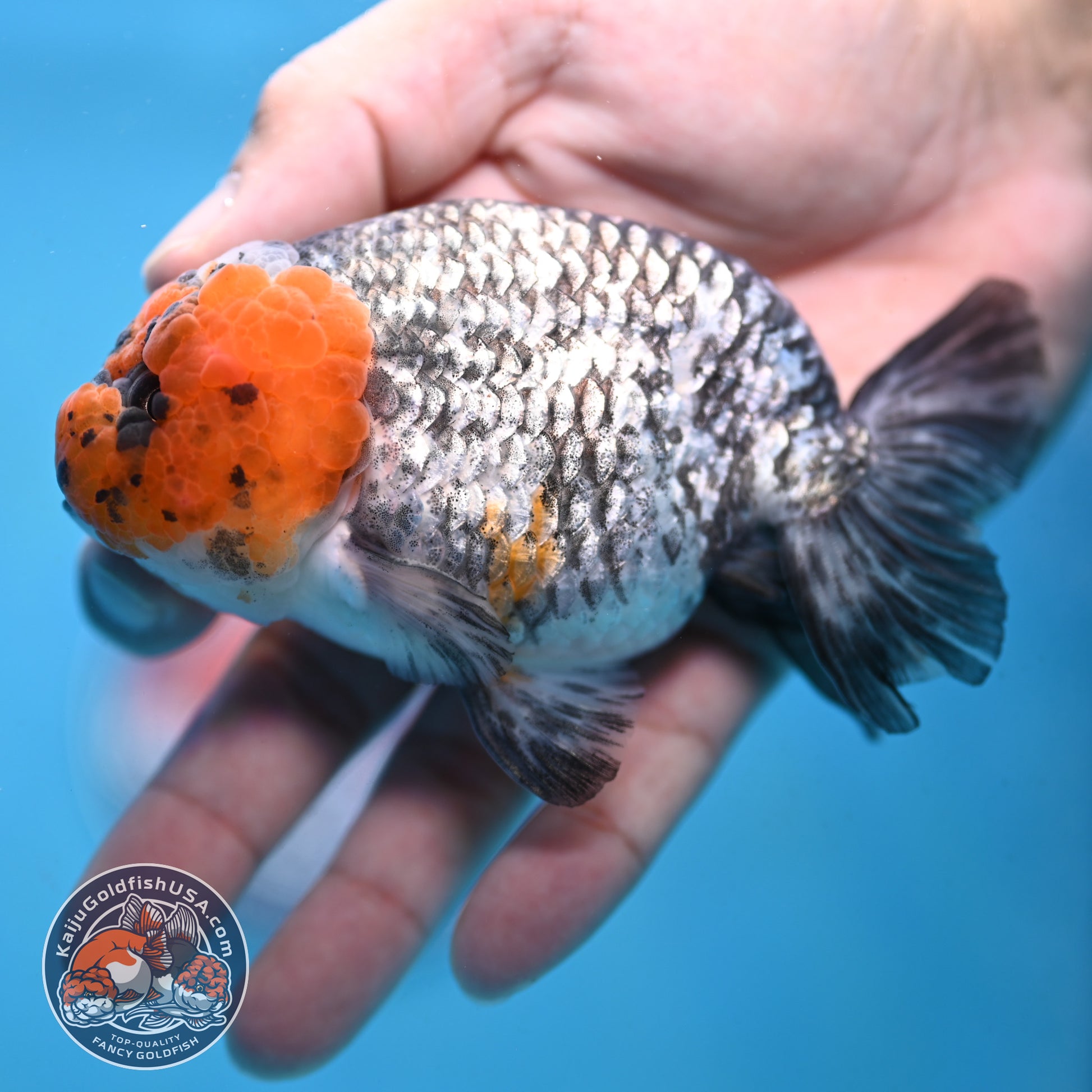 Red Faced White Tiger Ranchu 4 inch Body (251017_RC01)