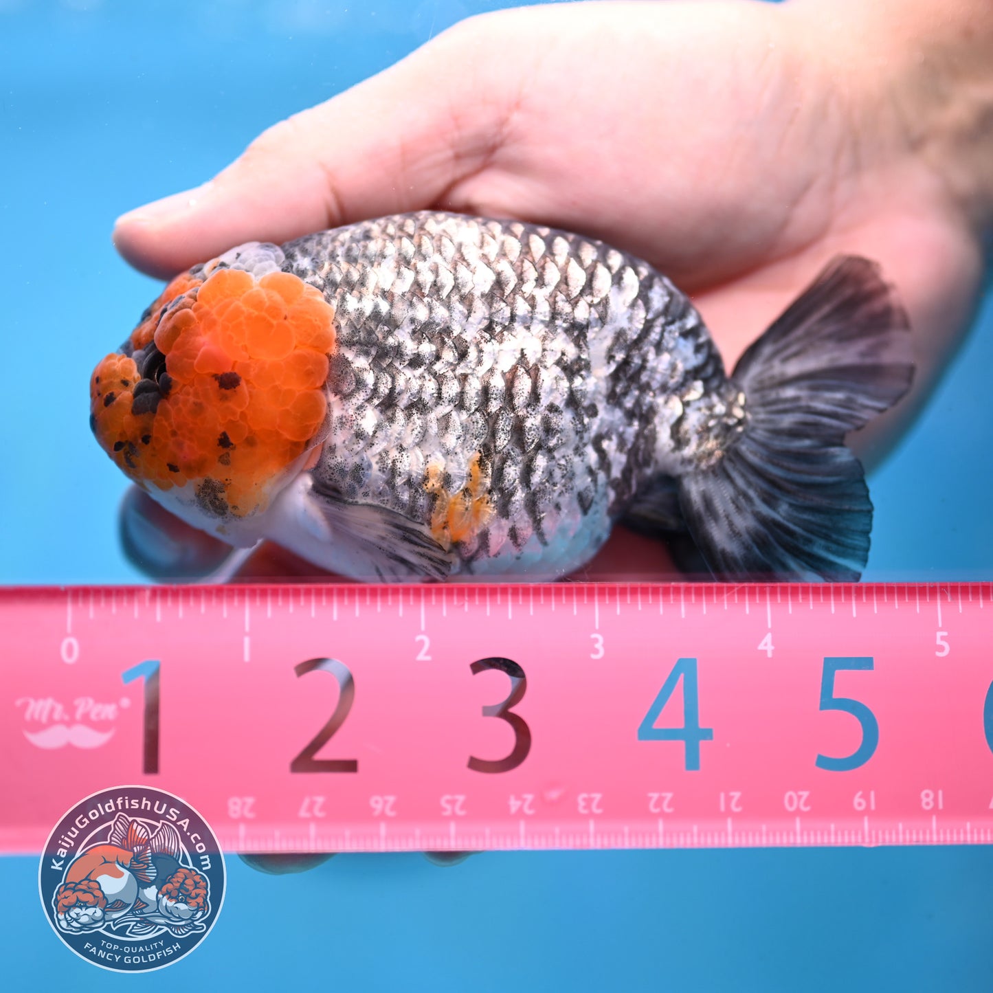 Red Faced White Tiger Ranchu 4 inch Body (251017_RC01)