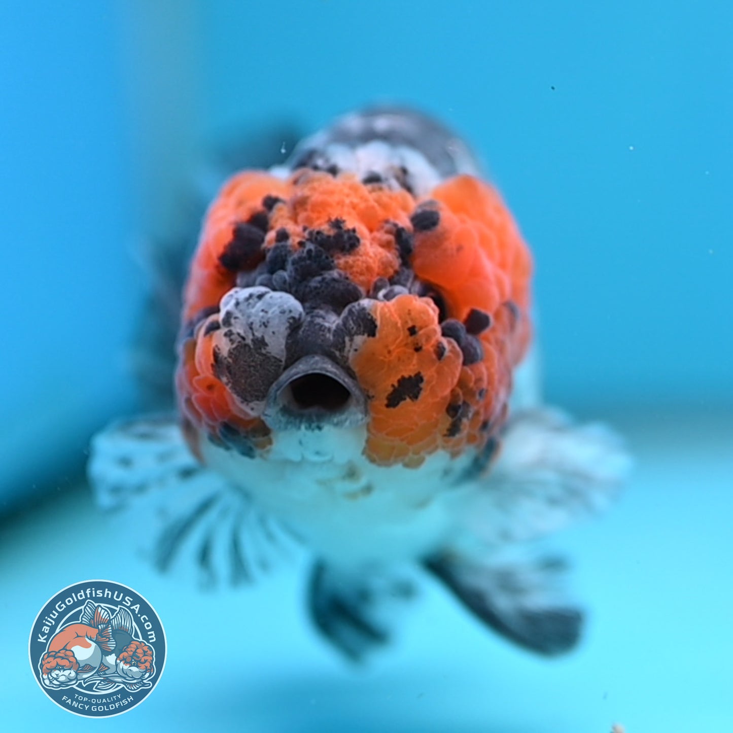 Red Faced White Tiger Ranchu 4 inch Body (251017_RC01)