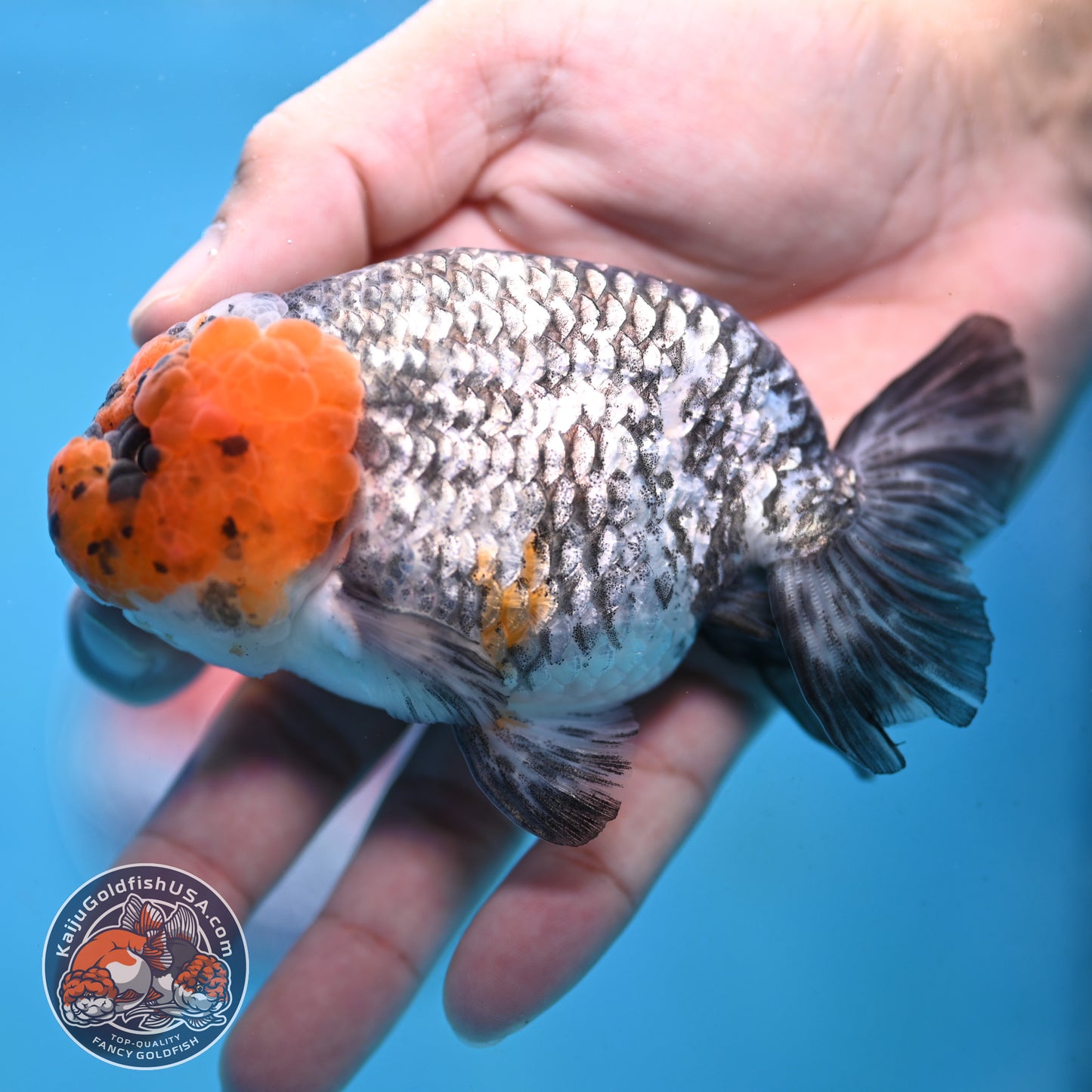 Red Faced White Tiger Ranchu 4 inch Body (251017_RC01)