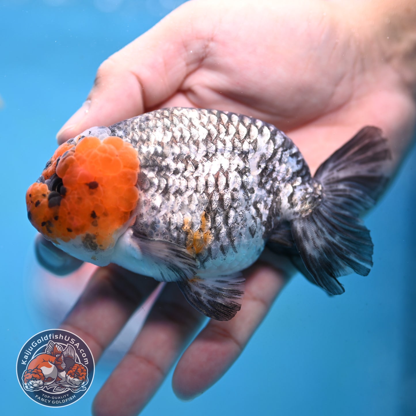 Red Faced White Tiger Ranchu 4 inch Body (251017_RC01)