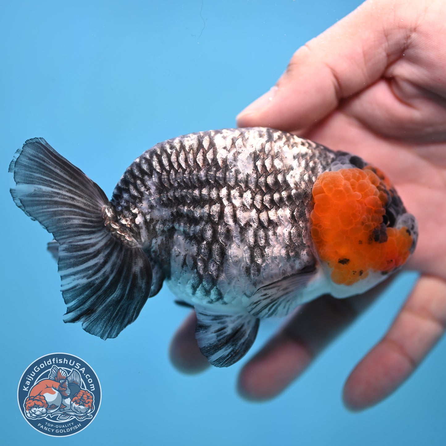 Red Faced White Tiger Ranchu 4 inch Body (251017_RC01)