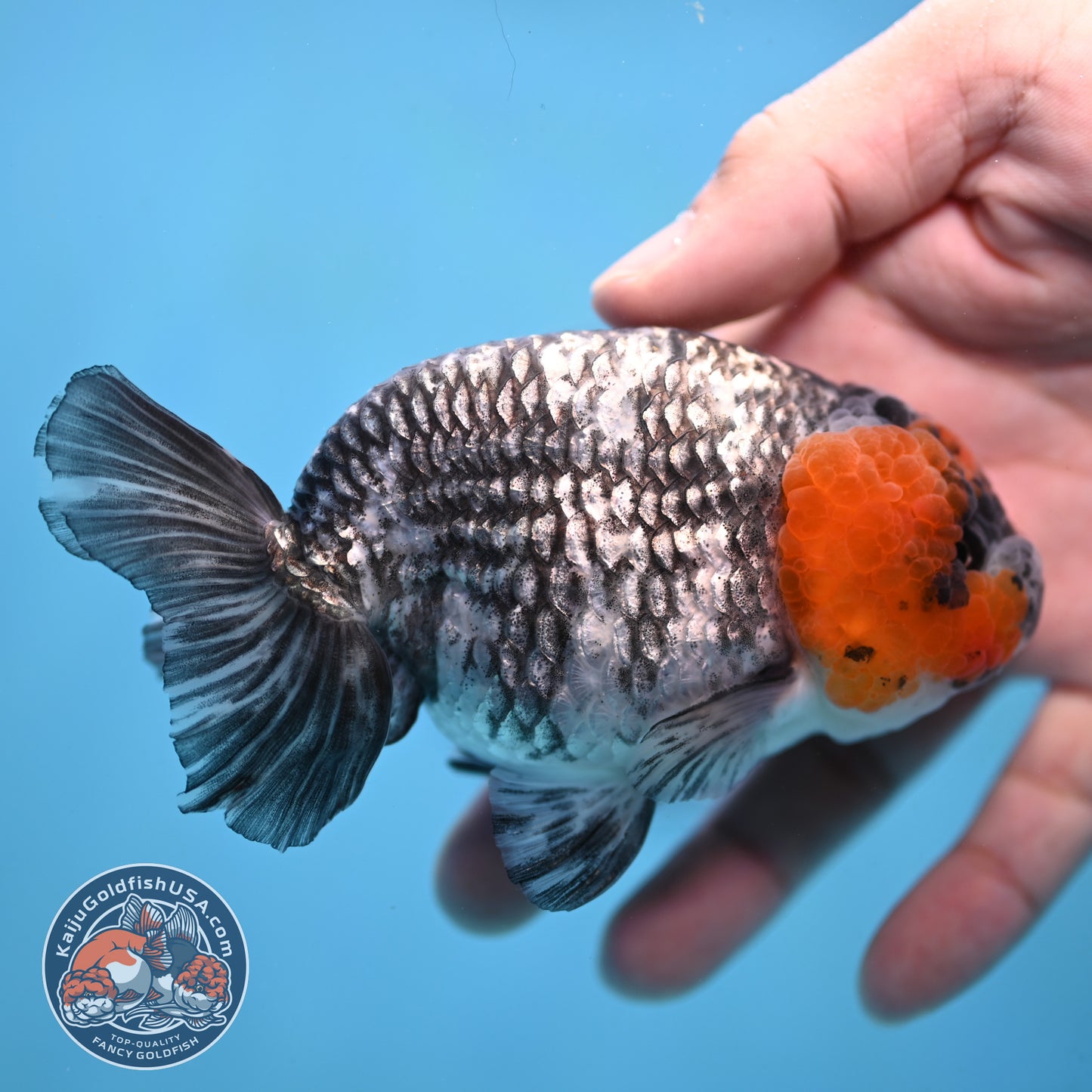 Red Faced White Tiger Ranchu 4 inch Body (251017_RC01)