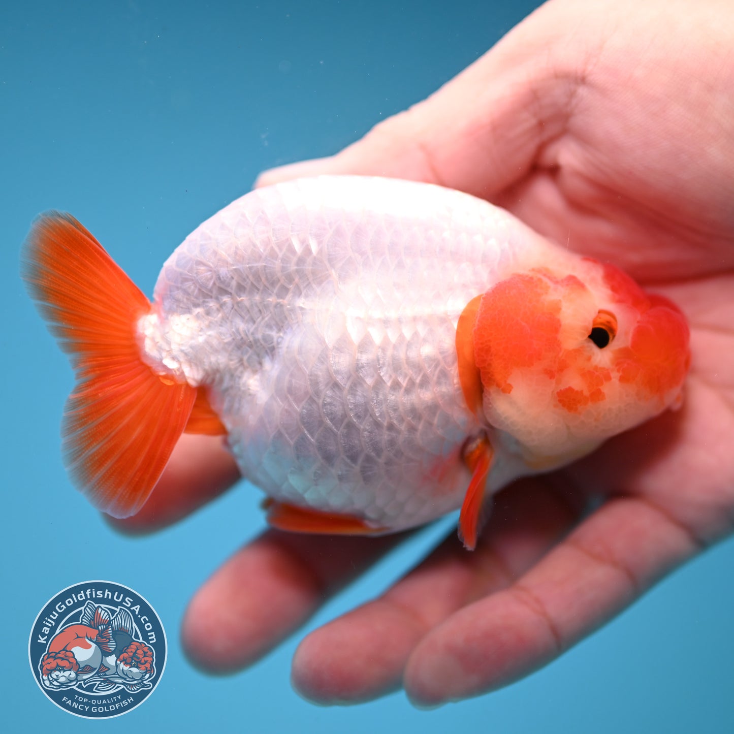 Red White Buffalo Ranchu inch Body (251205_RC02)