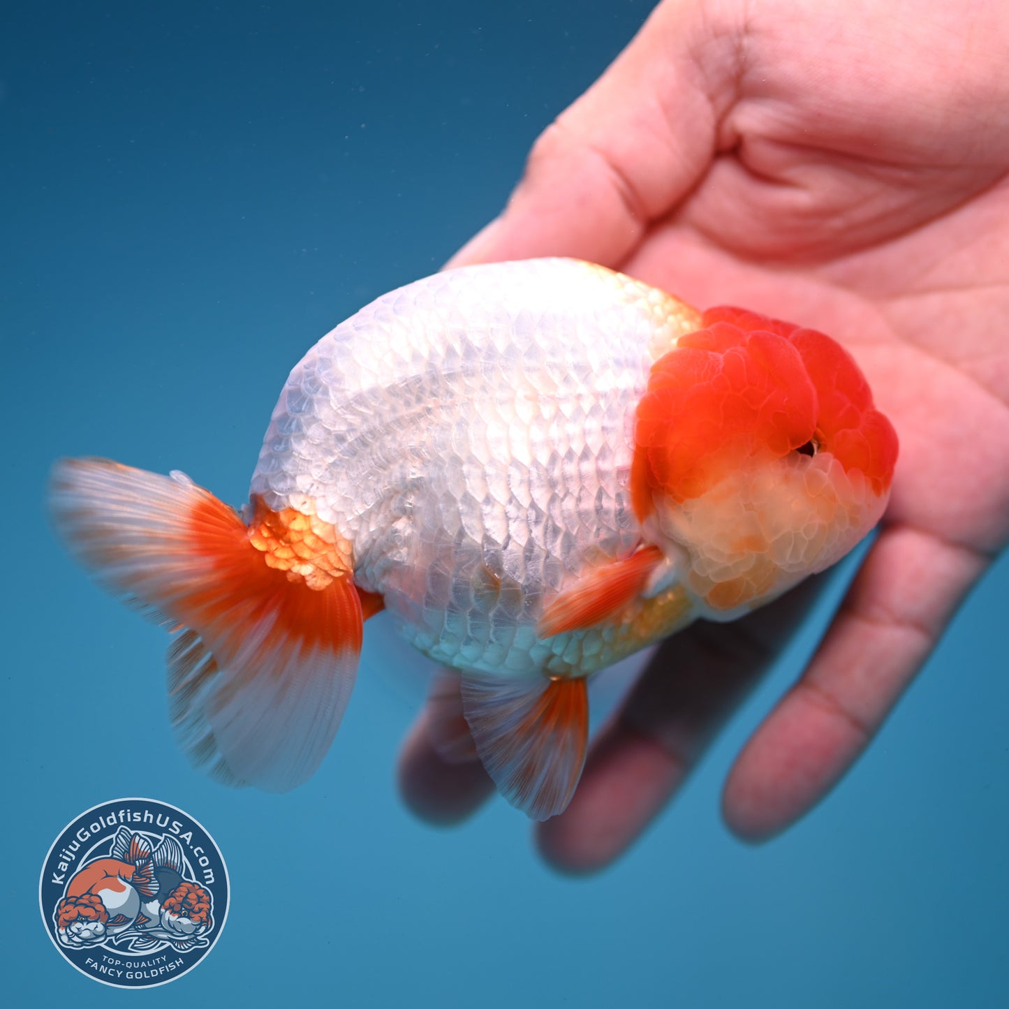 Red White Lionchu/Ranchu 4 inch Body (251107_RC01)