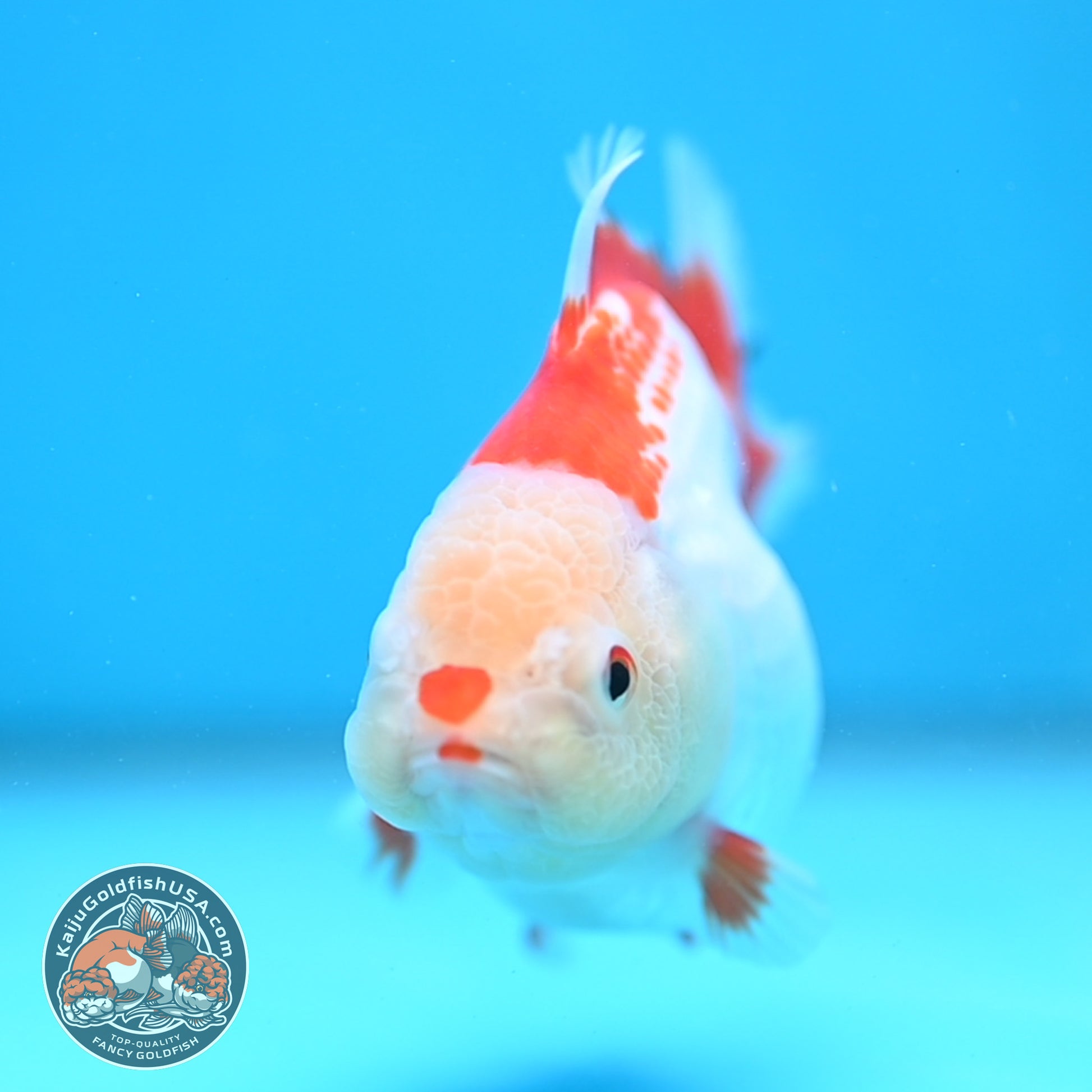 Red White Oranda 3.5 inch Body (251024_OR07)