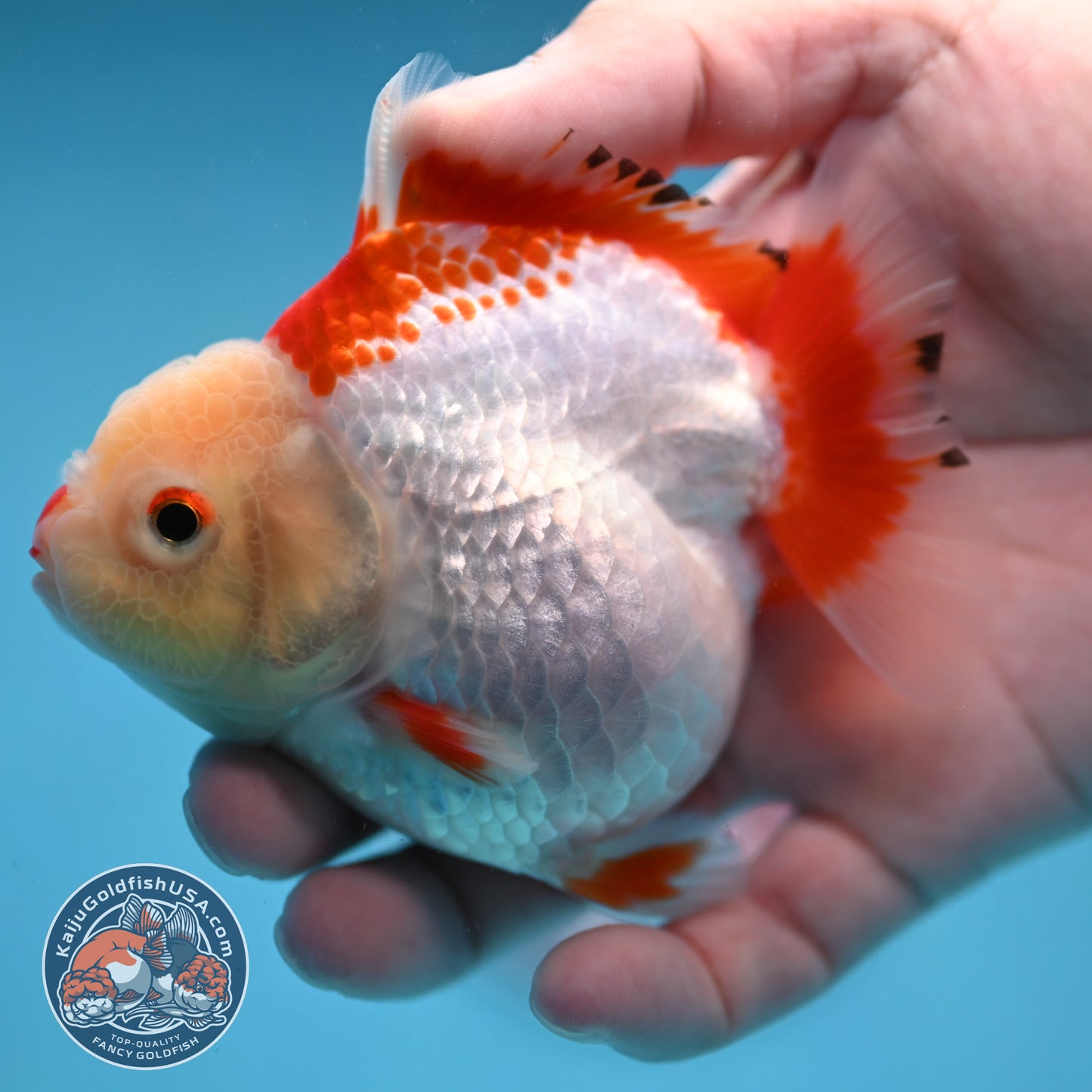 Red White Oranda 3.5 inch Body (251024_OR07)