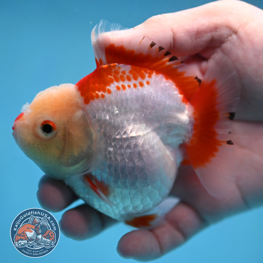 Red White Oranda 3.5 inch Body (251024_OR07)