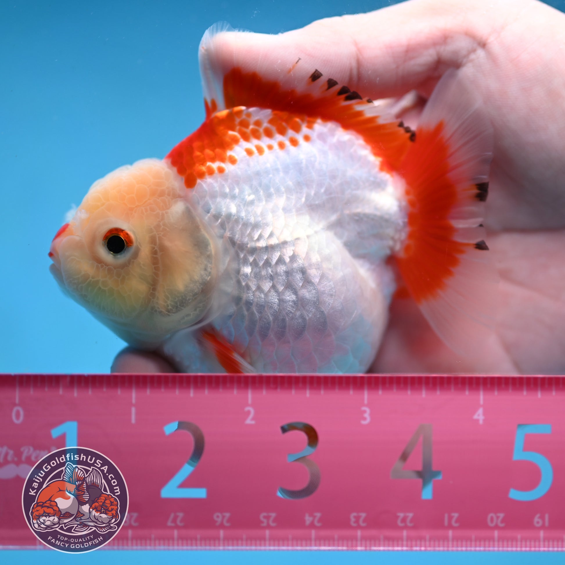 Red White Oranda 3.5 inch Body (251024_OR07)