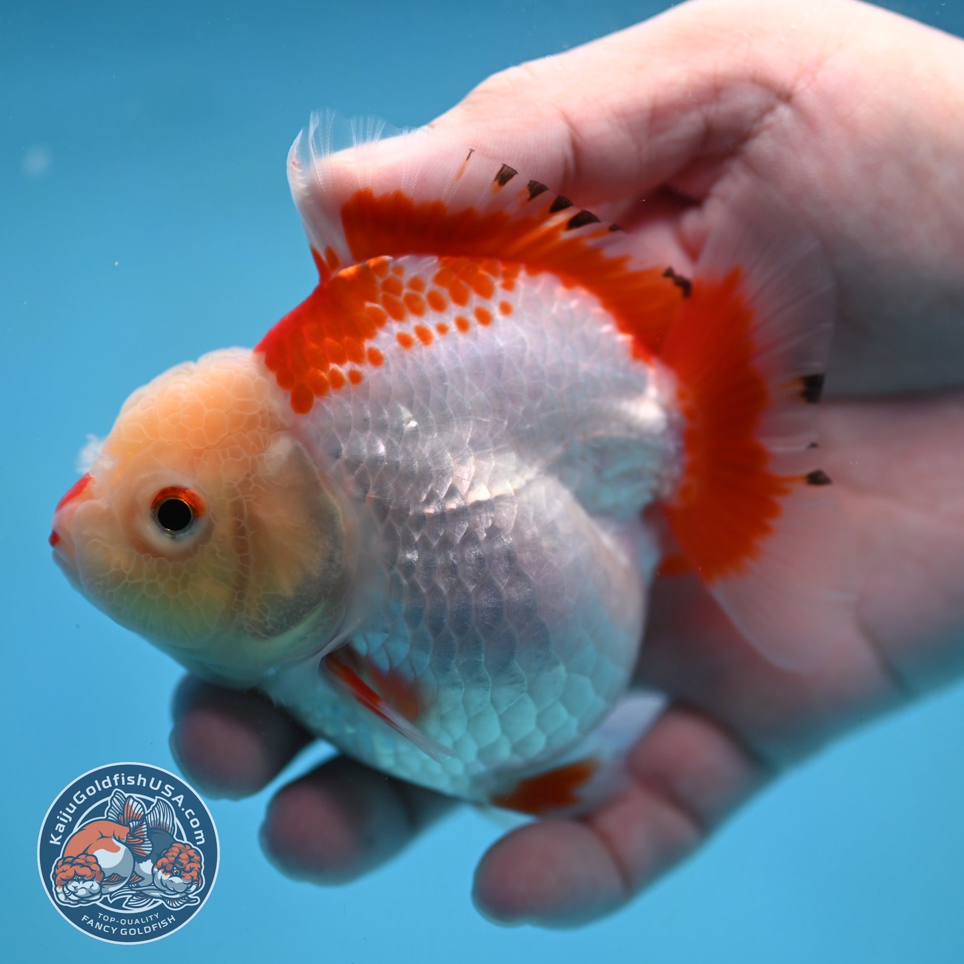 Red White Oranda 3.5 inch Body (251024_OR07)