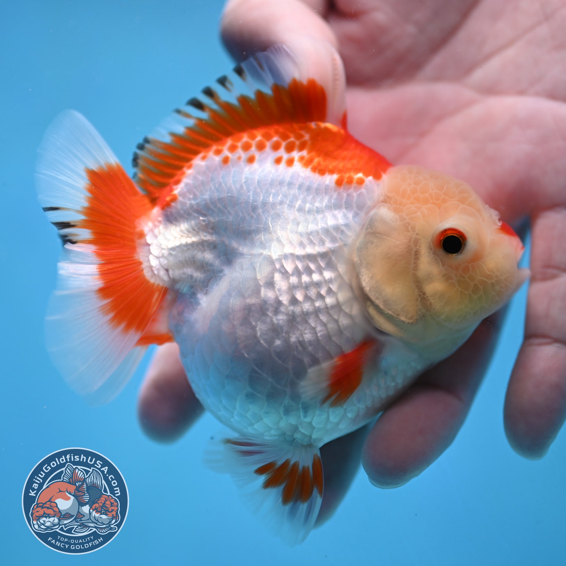 Red White Oranda 3.5 inch Body (251024_OR07)