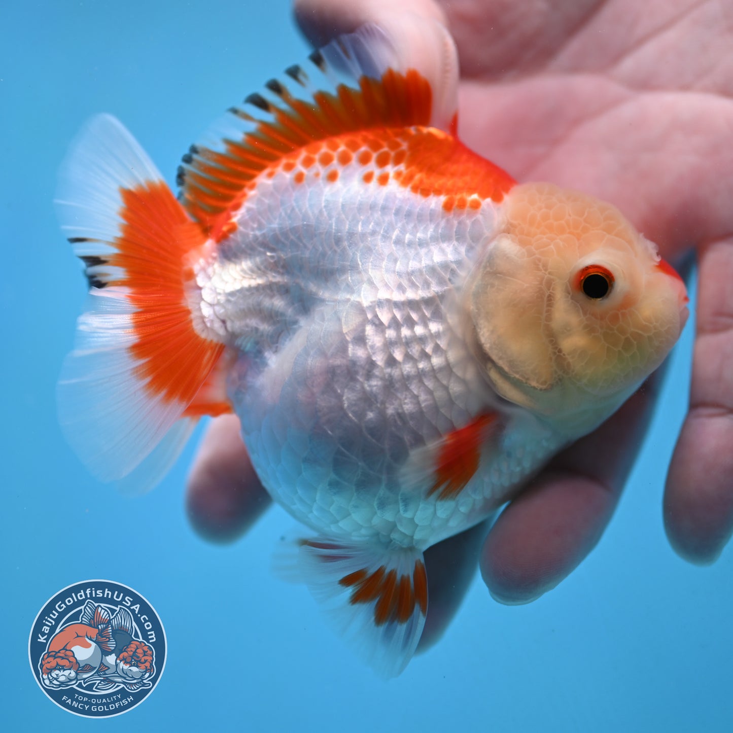 Red White Oranda 3.5 inch Body (251024_OR07)