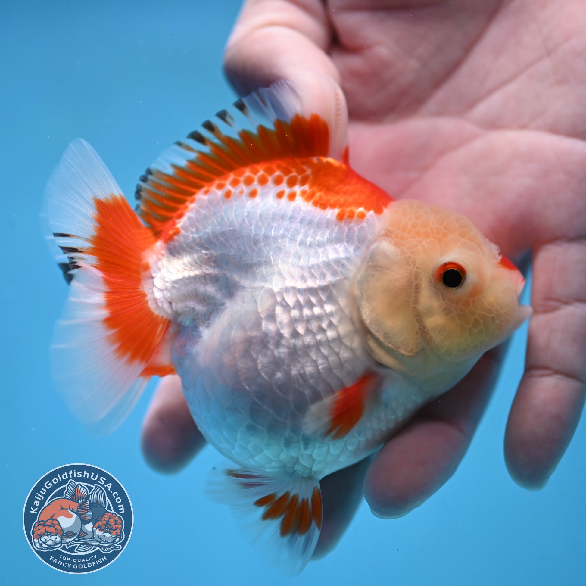 Red White Oranda 3.5 inch Body (251024_OR07)