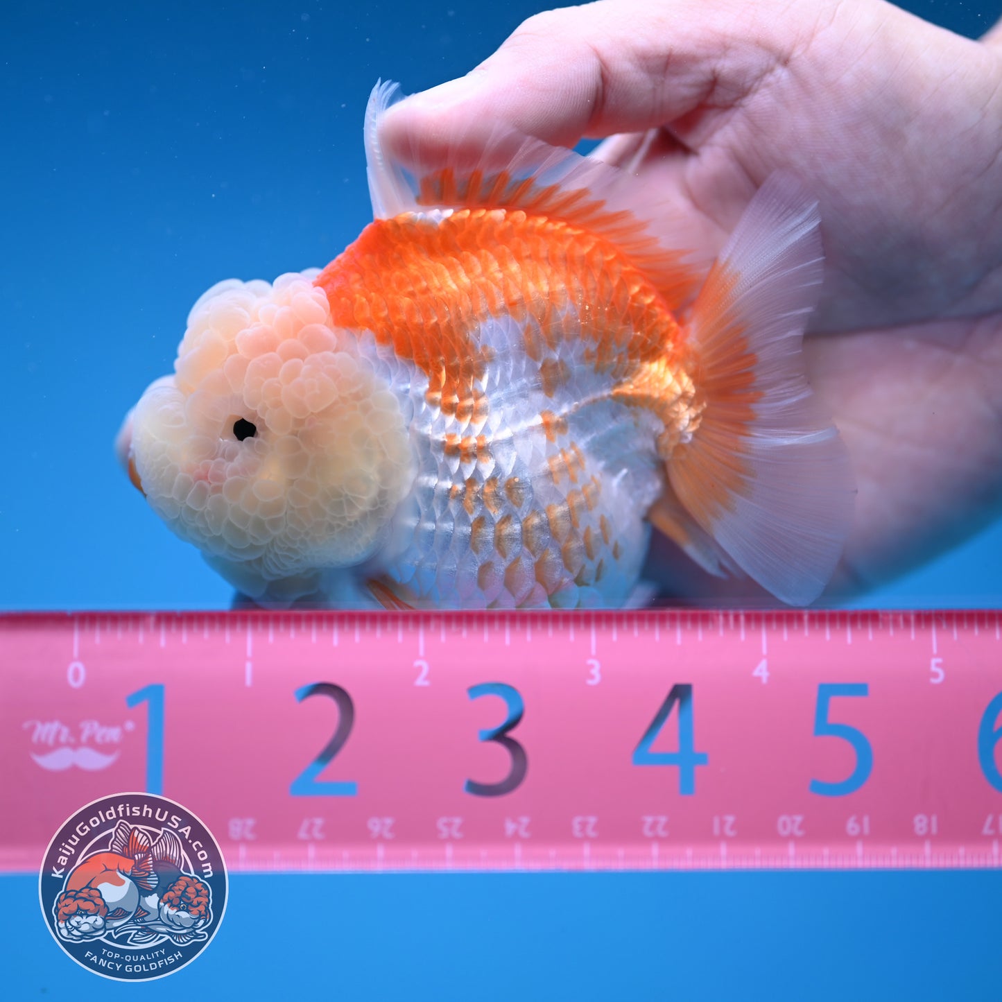 Red White Oranda 3.5 inch Body (251114_OR11)