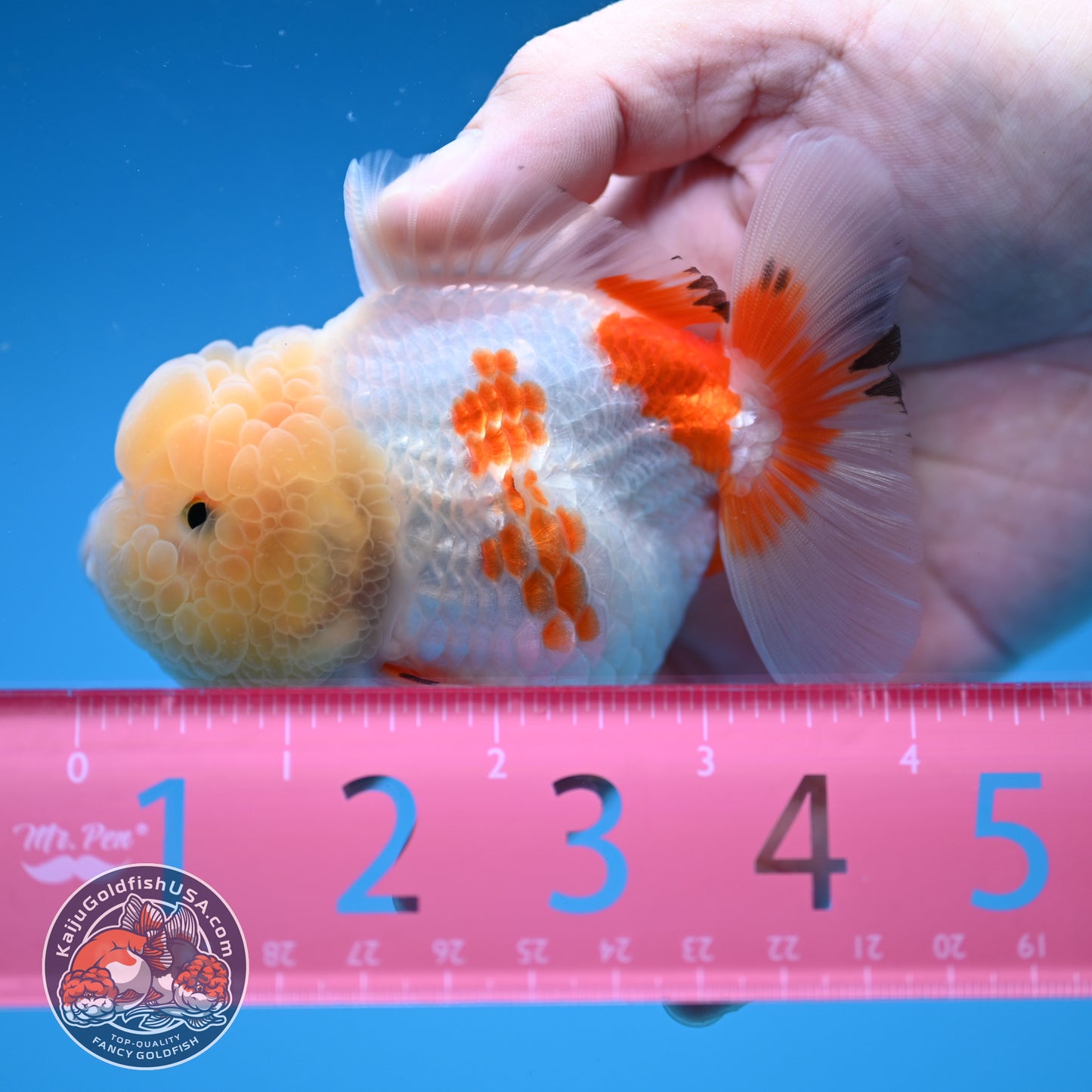 Red White Oranda 3.5 inch Body (251114_OR13)