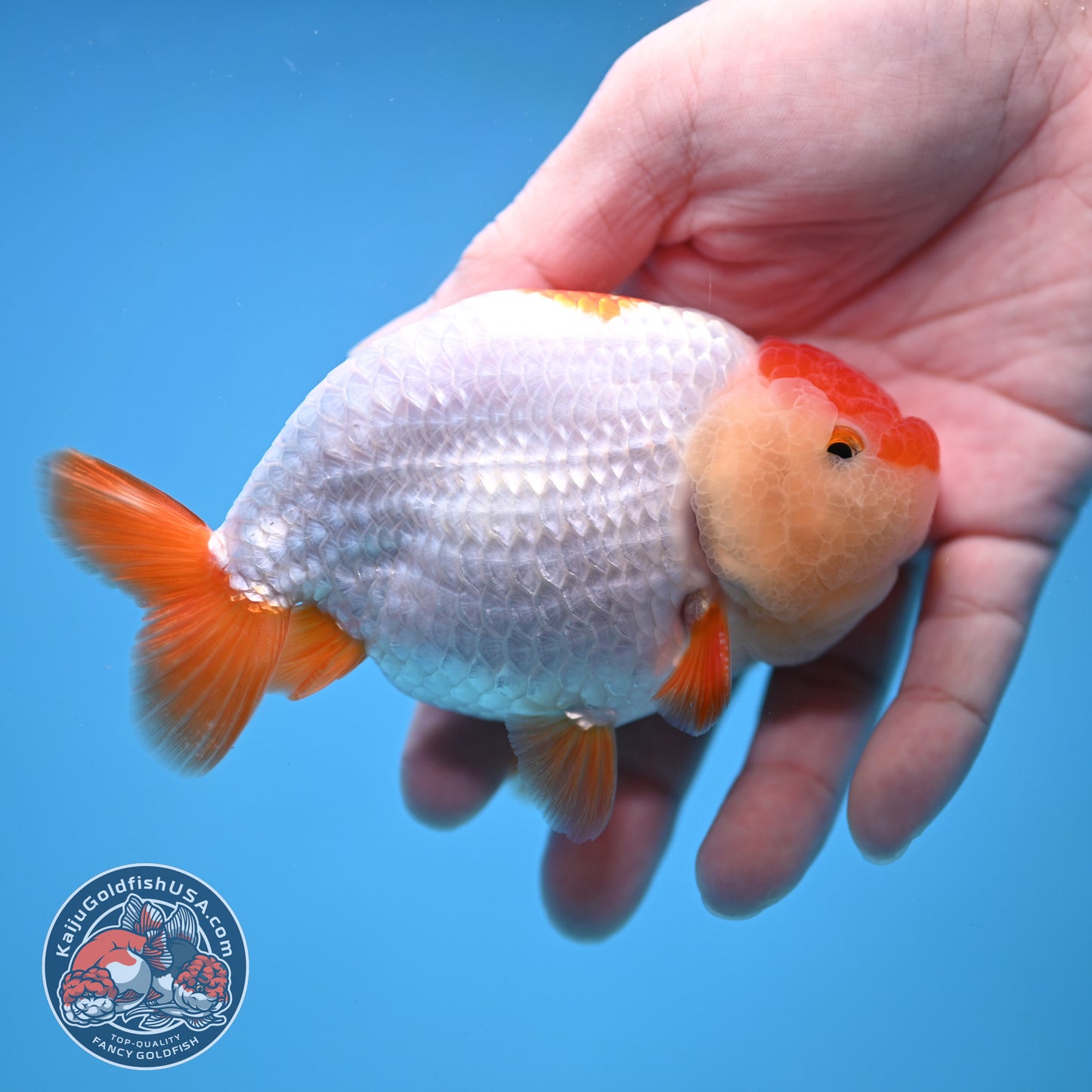 Red White Ranchu 4 inch Body (251212_RC04)