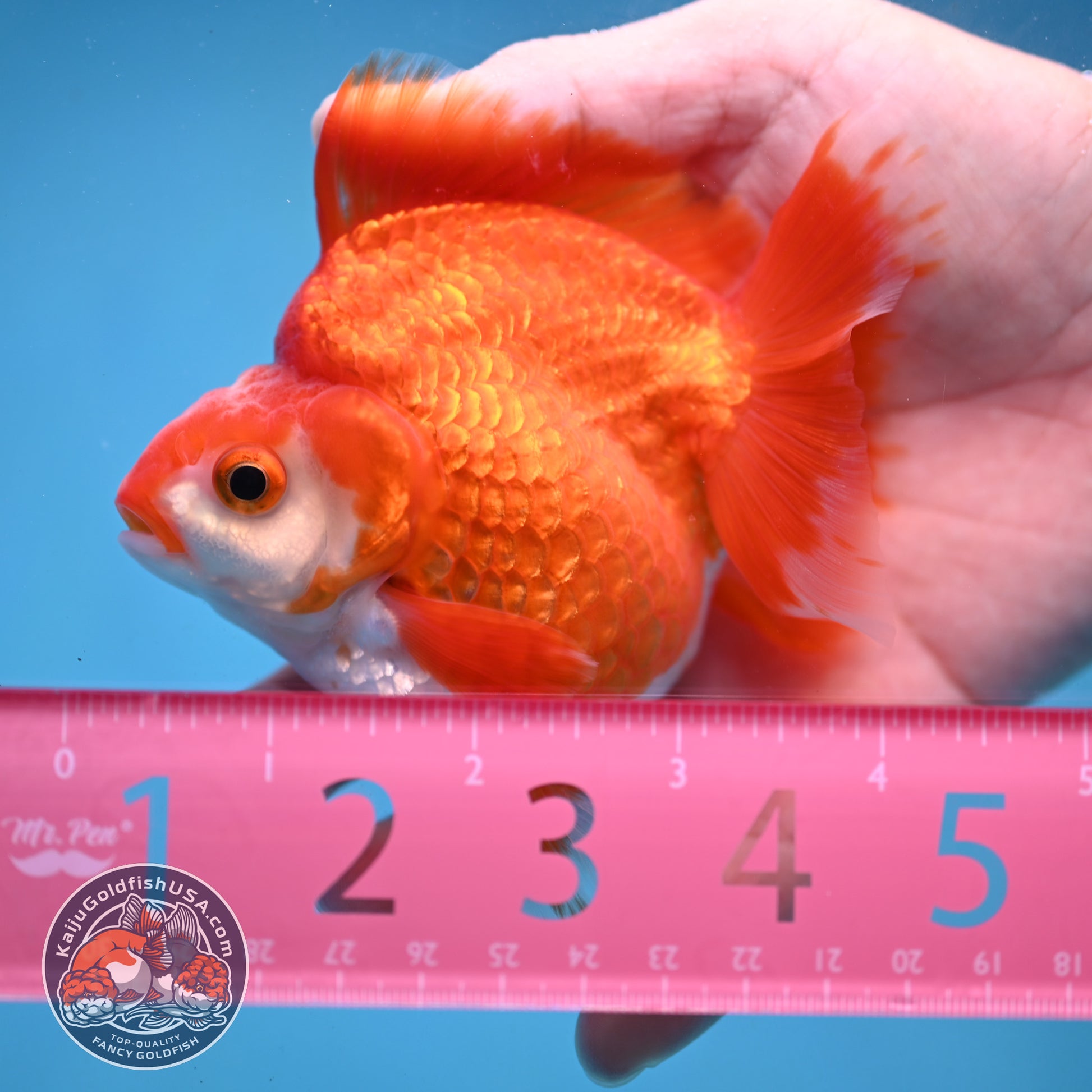 Red White Ryukin 3.5 inch Body (251024_RY02)