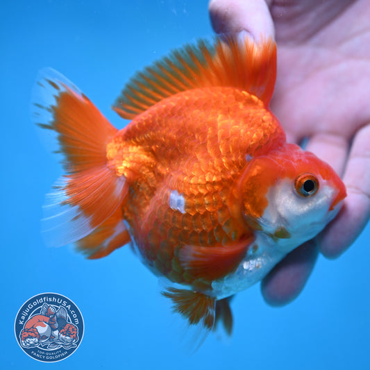 Red White Ryukin 3.5 inch Body (251024_RY02)