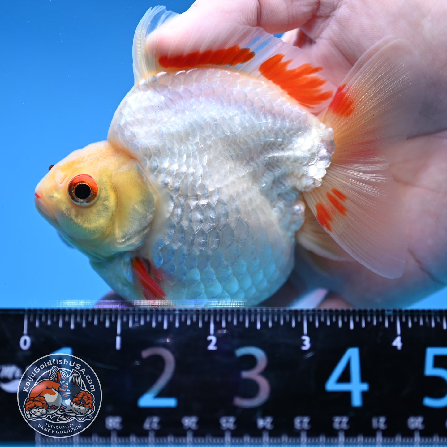 Red White Ryukin 3.5 inch Body (251107_RY05)