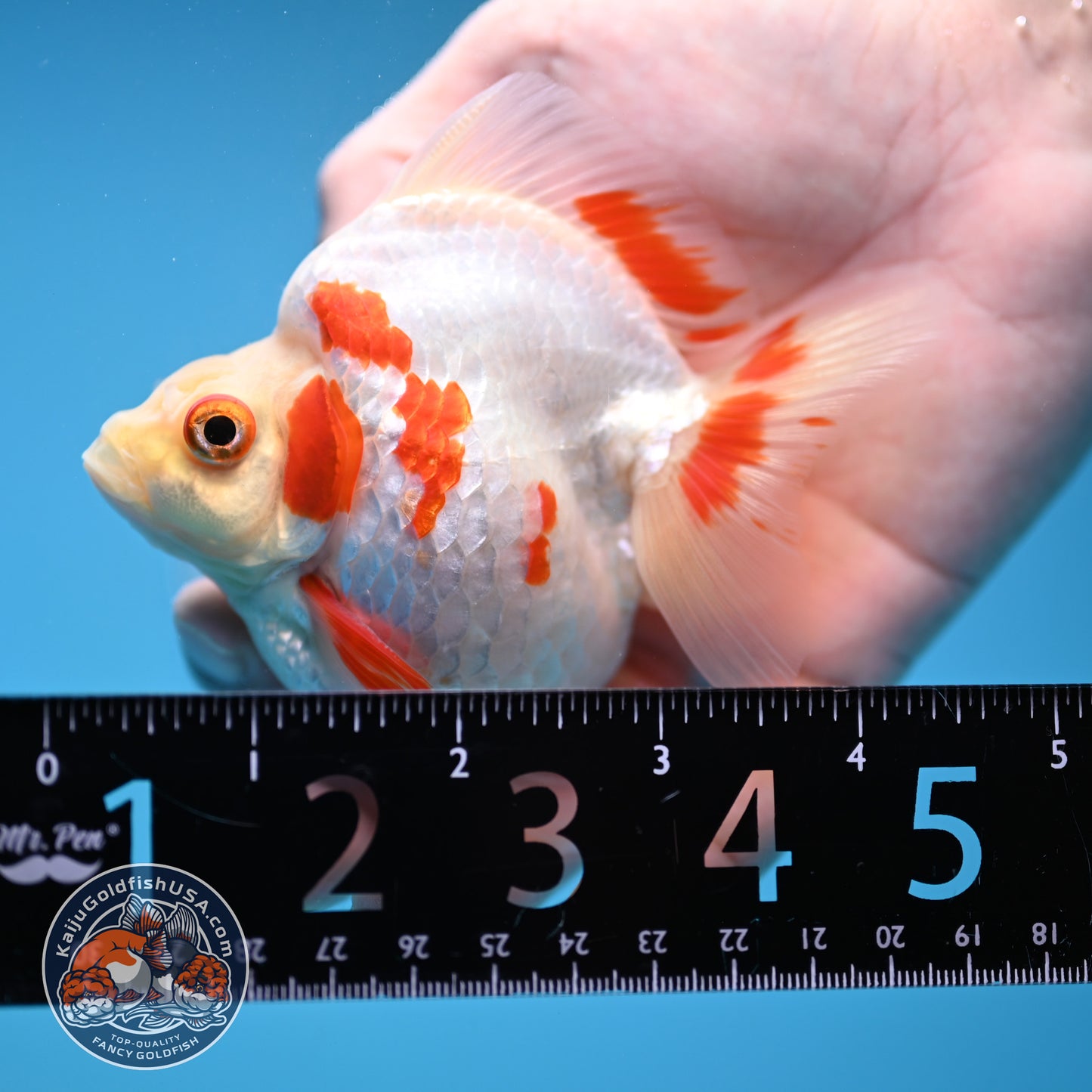 Red White Ryukin 3.5 inch Body (251114_RY03)